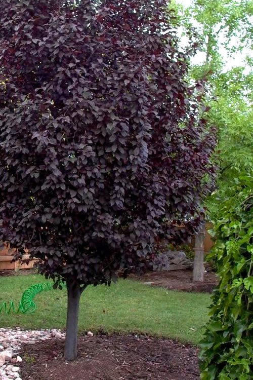 Purple-Leaf Prunus