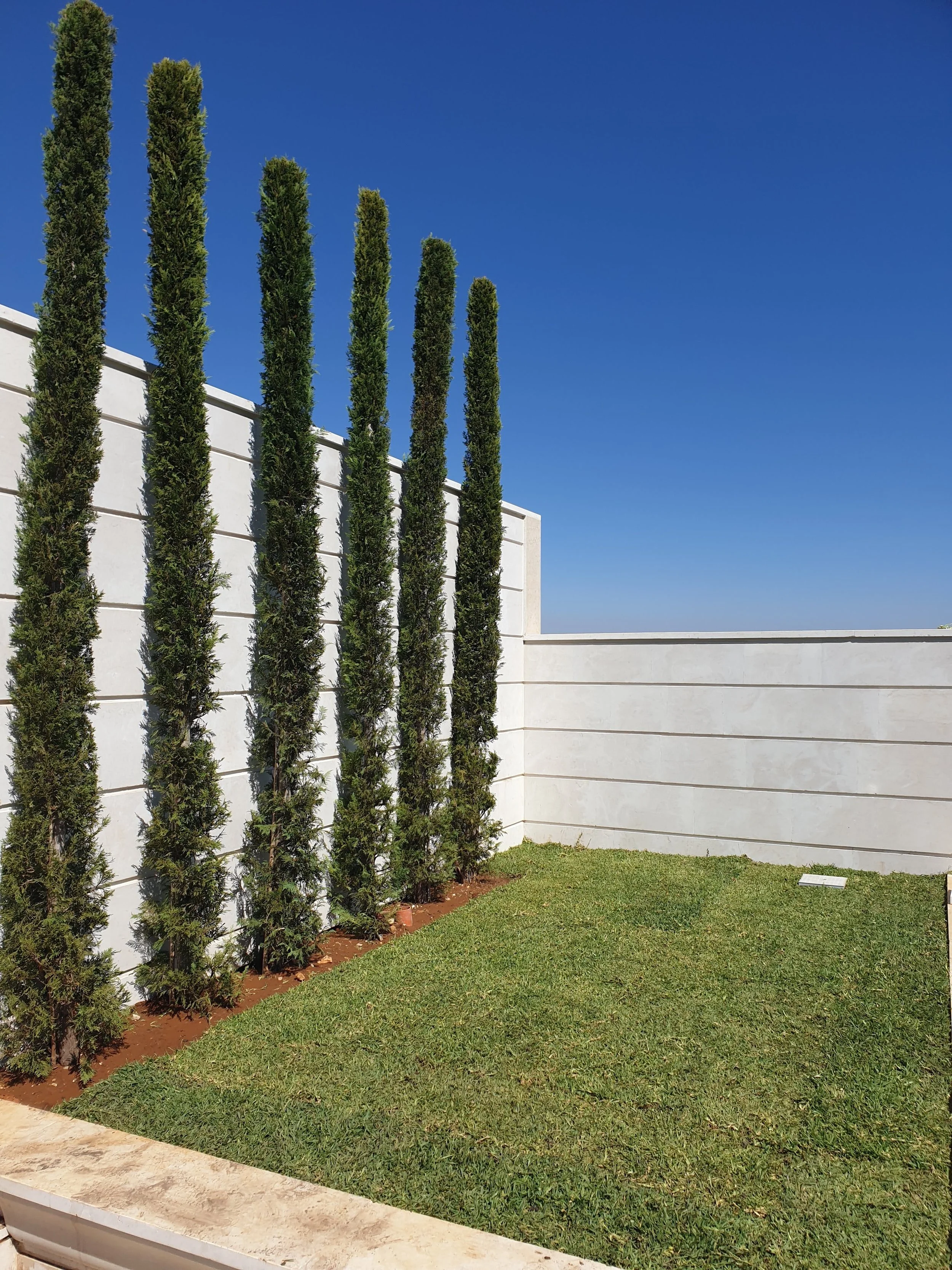Exterior view of a modern house with a white concrete wall, tall slender trees, a small patch of grass, and a clear blue sky.