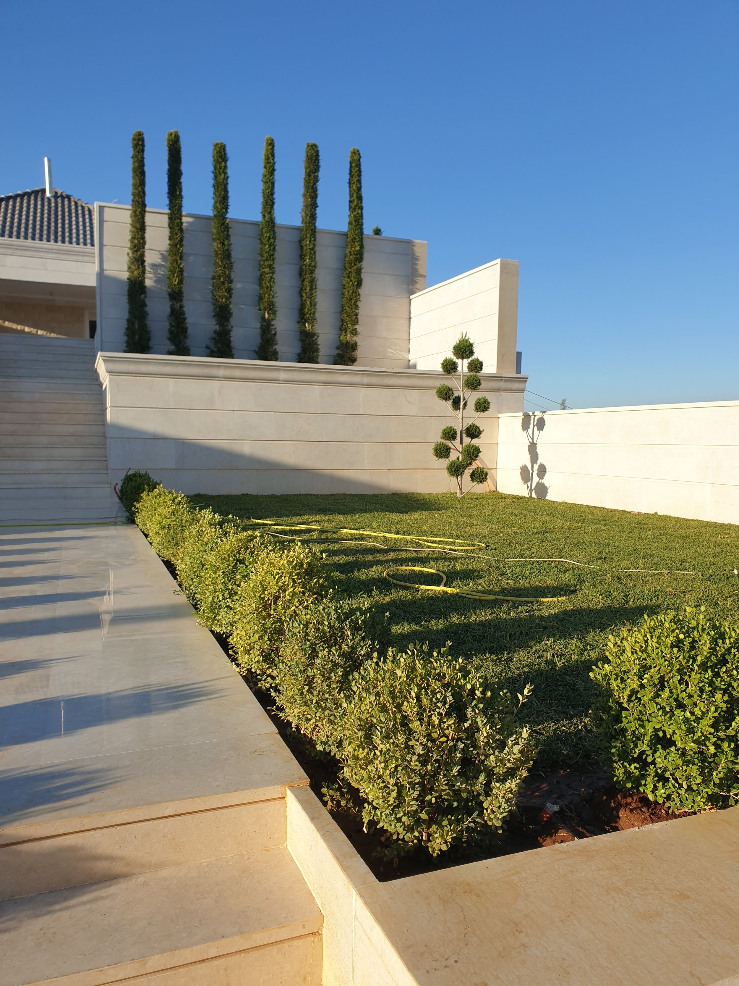 Modern yard with a white wall, small manicured bushes, and a young tree, under a clear blue sky.