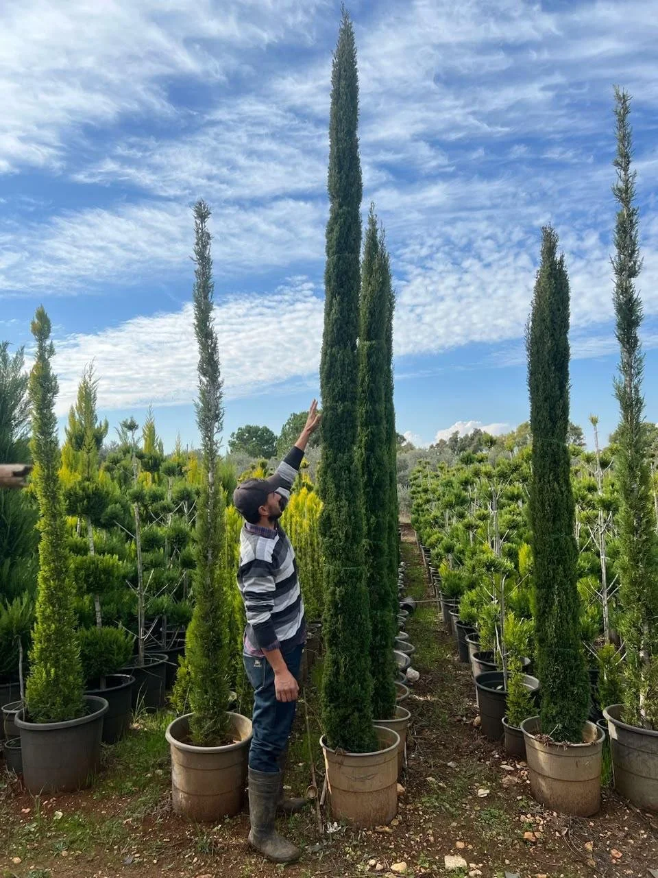 Italian Cypress - 4m.jpeg