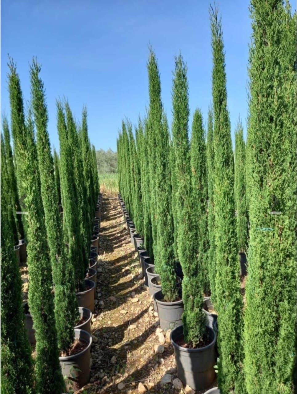 Italian Cypress - 1.5-1.8m.jpeg