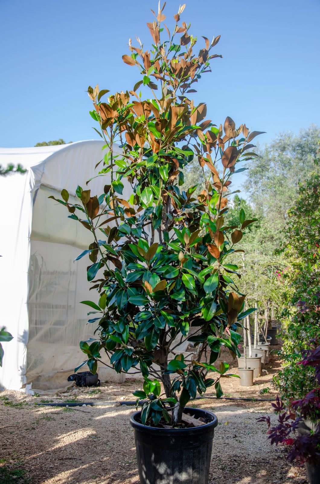 Magnolia grandiflora