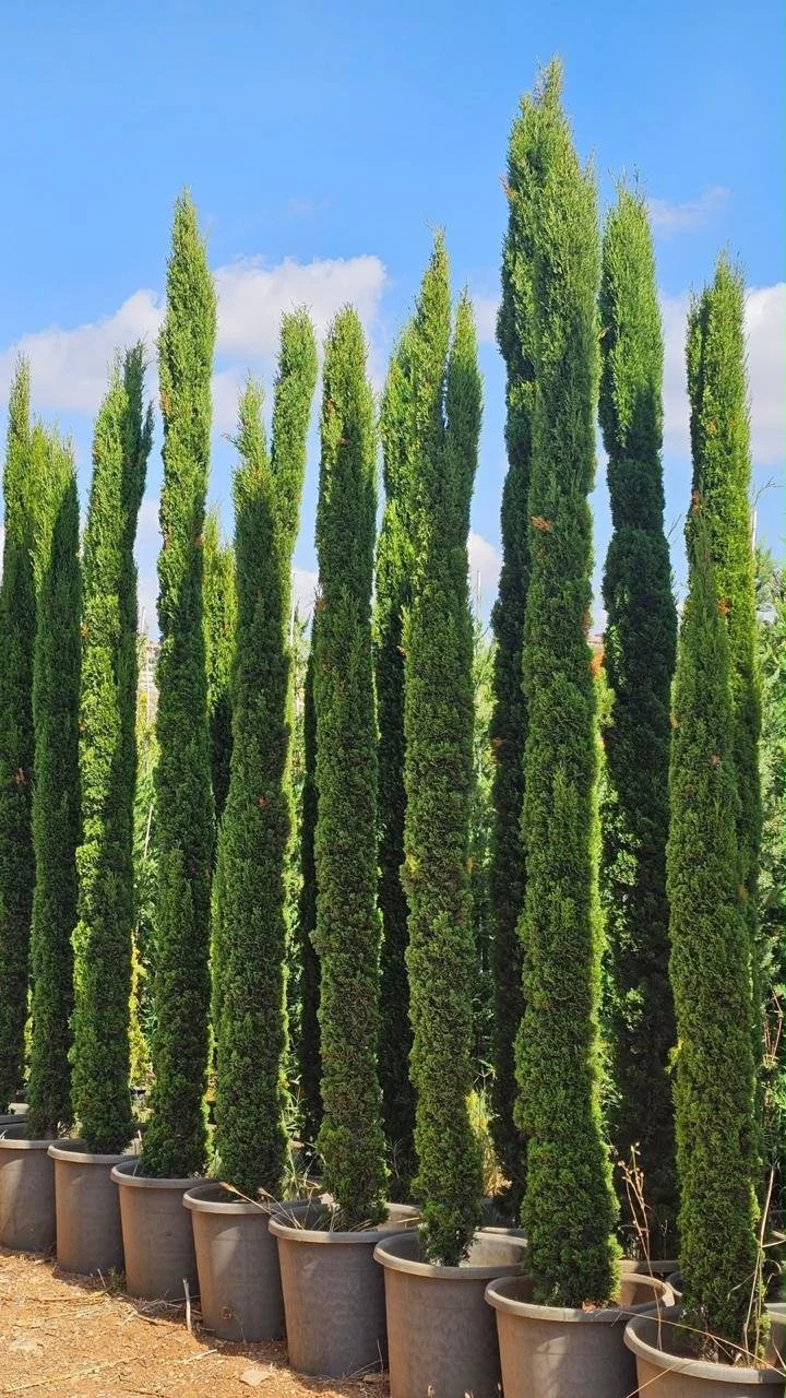 Italian Cypress - 3-3.5m.jpeg