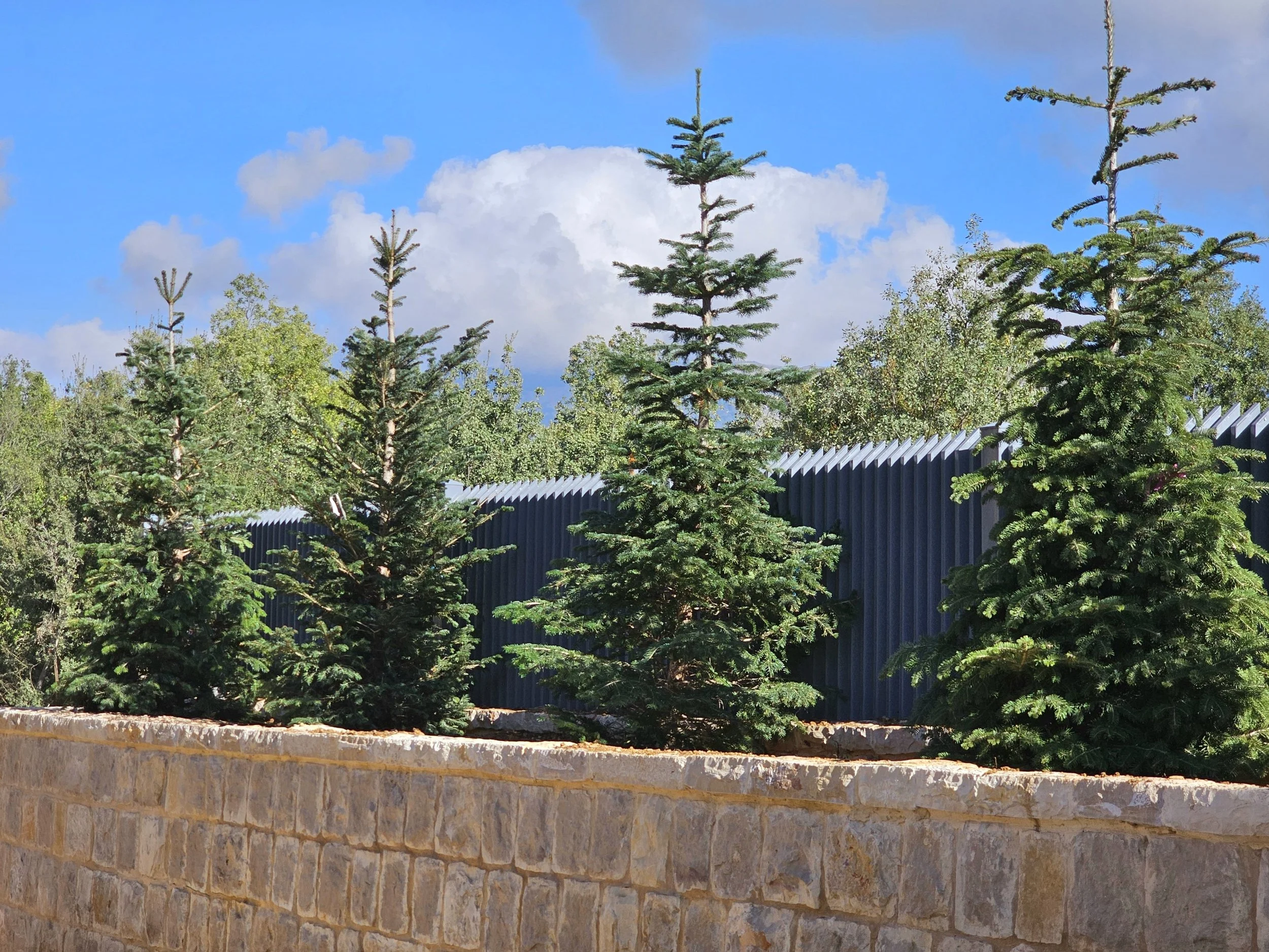 Small evergreen trees planted behind a stone wall with a blue sky and white clouds in the background.