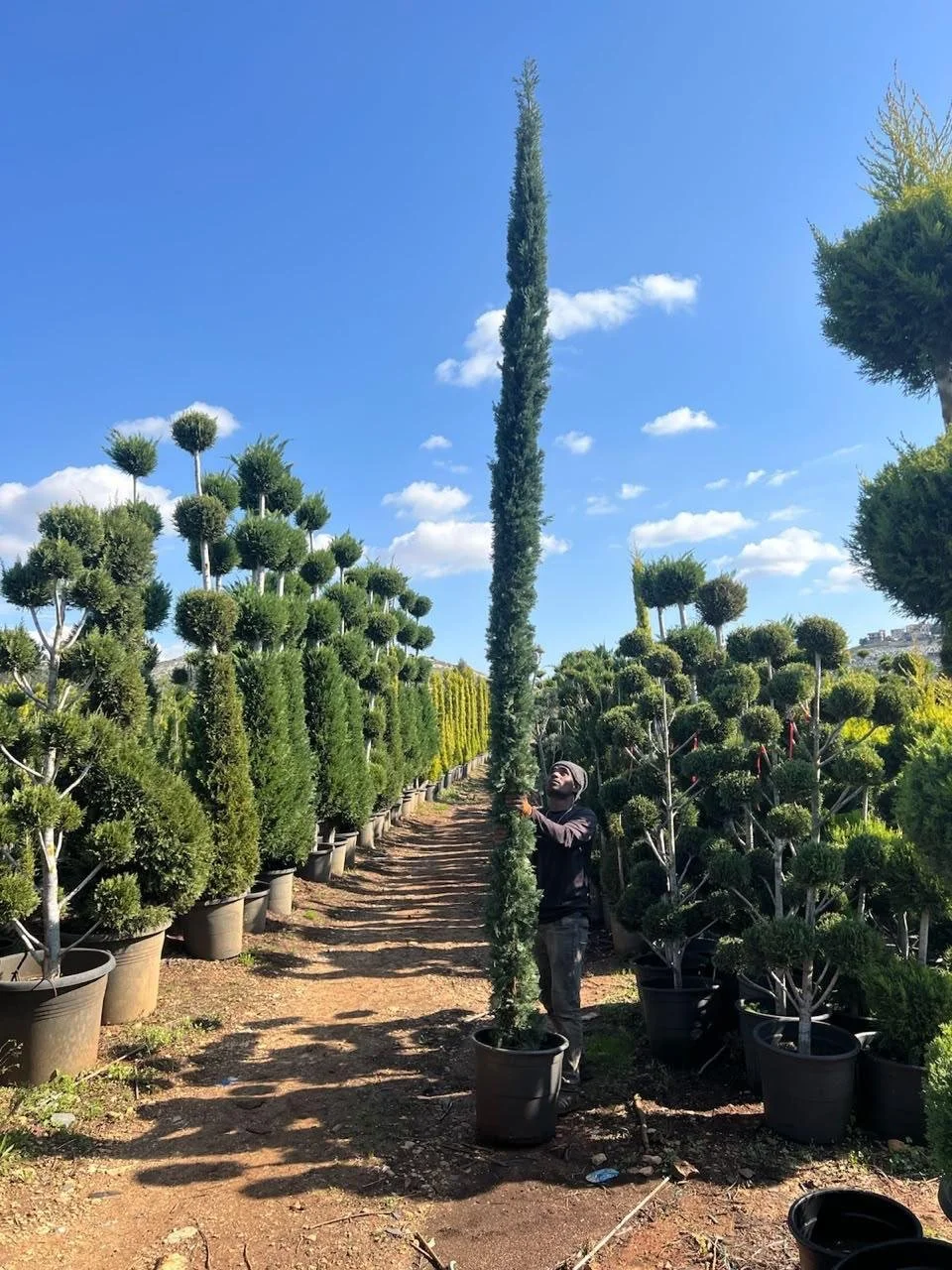 Italian Cypress - 4-4.5m.jpeg