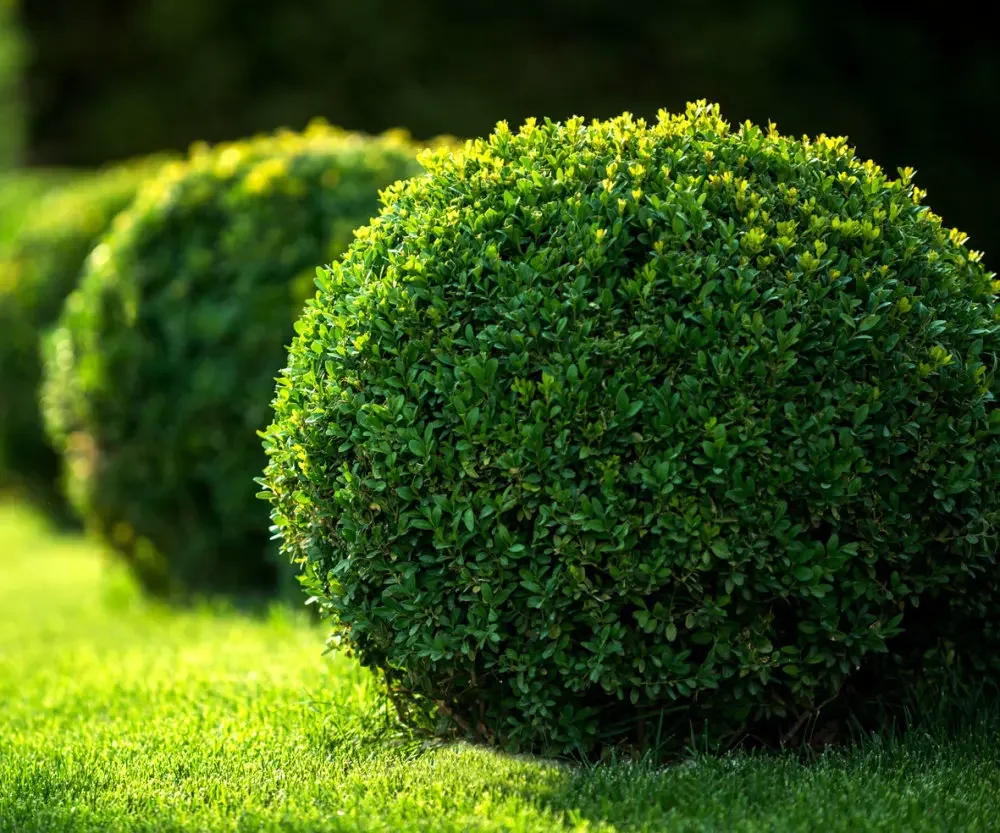 Buxus spp.