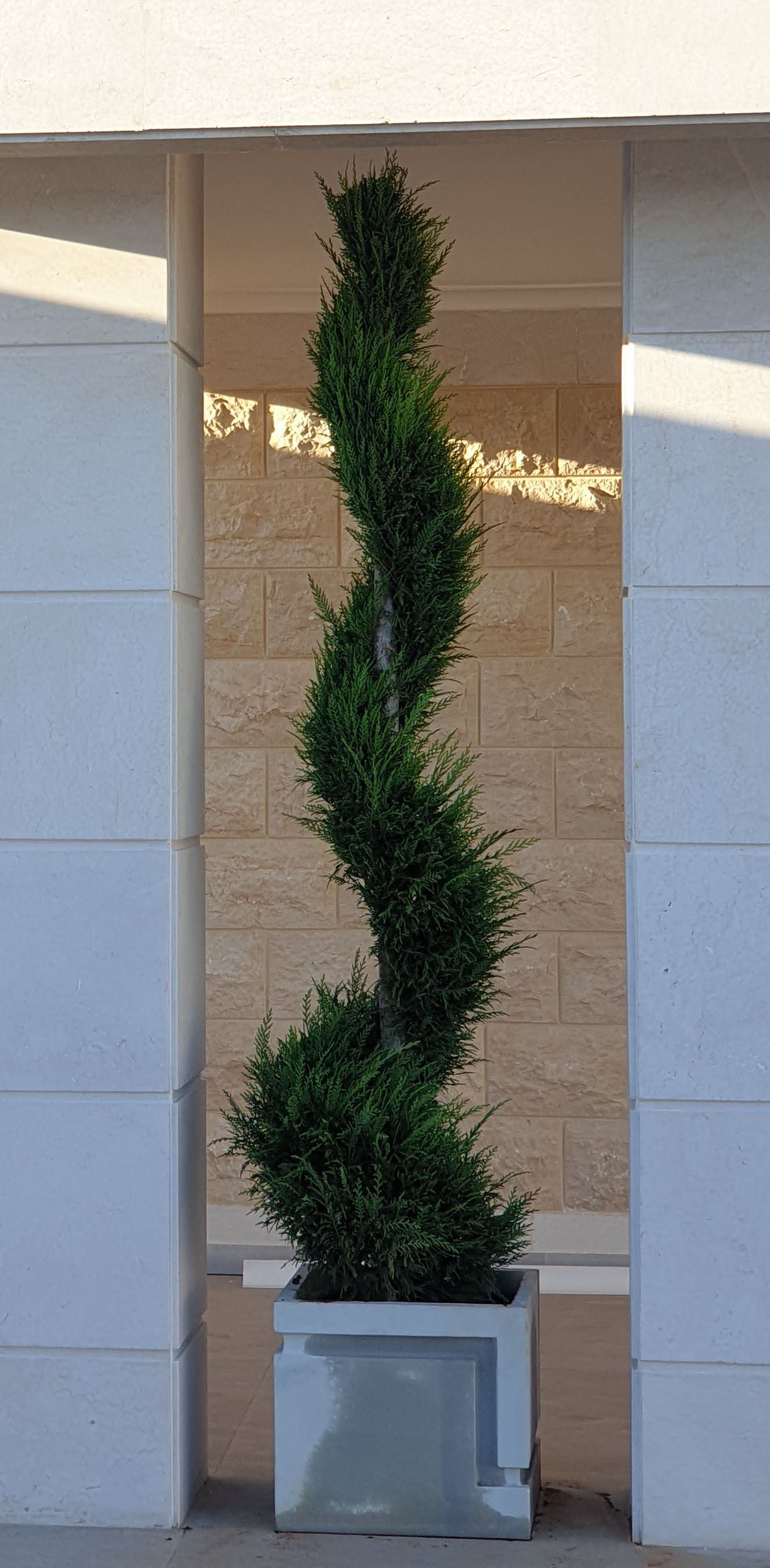 A tall spiral-shaped potted plant with green foliage placed between two white pillars.