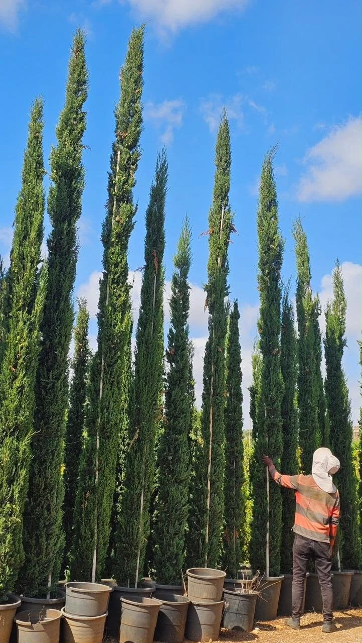 Italian Cypress