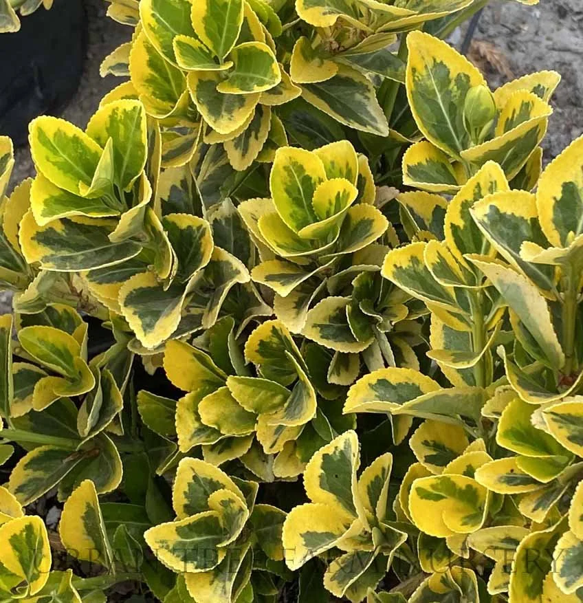 Euonymus japonicus