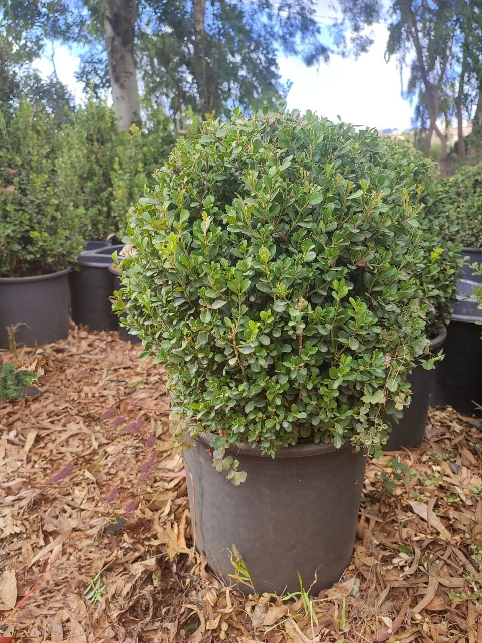18-28-buxus-ball-medium.jpg