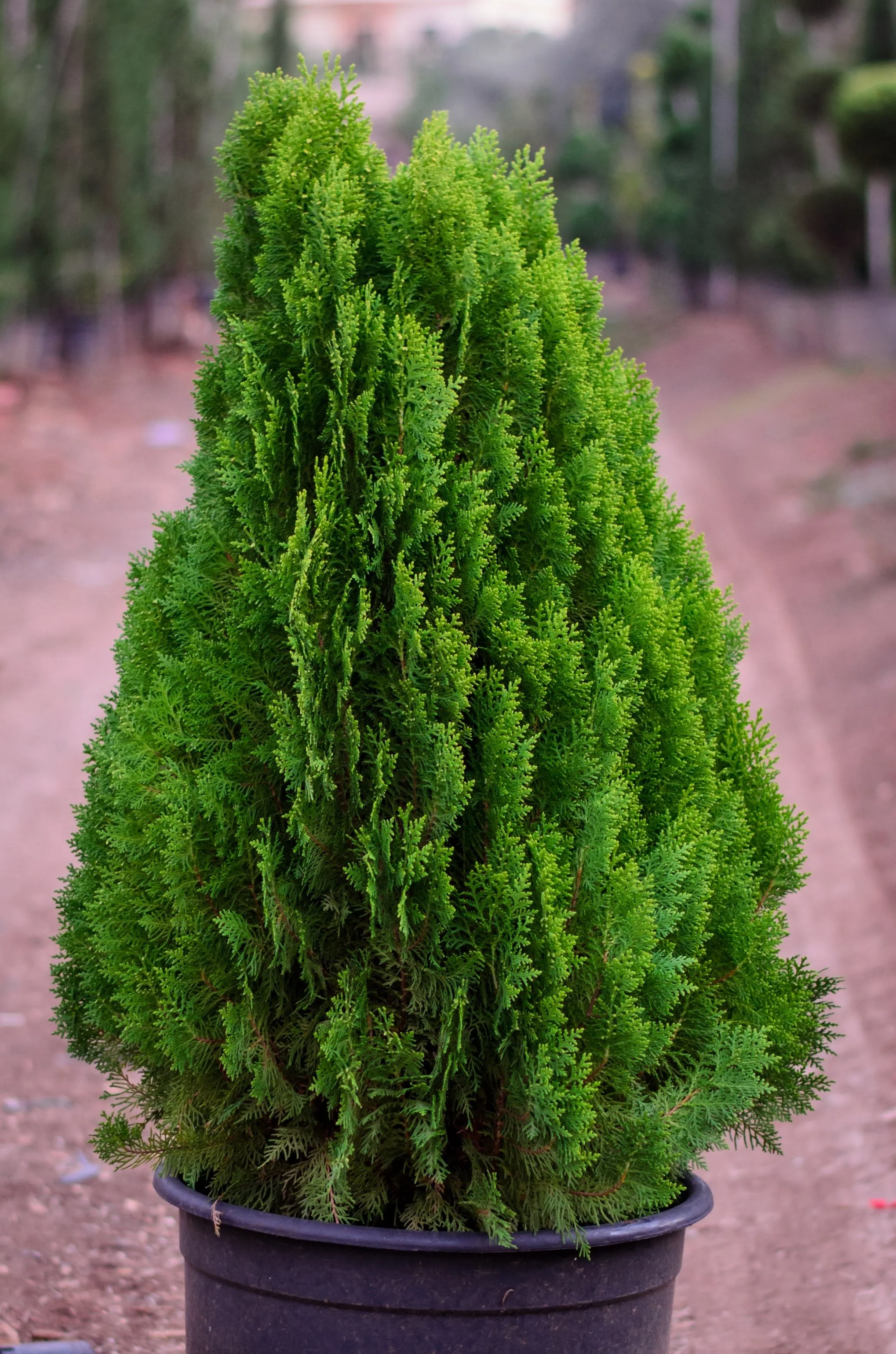 Thuja