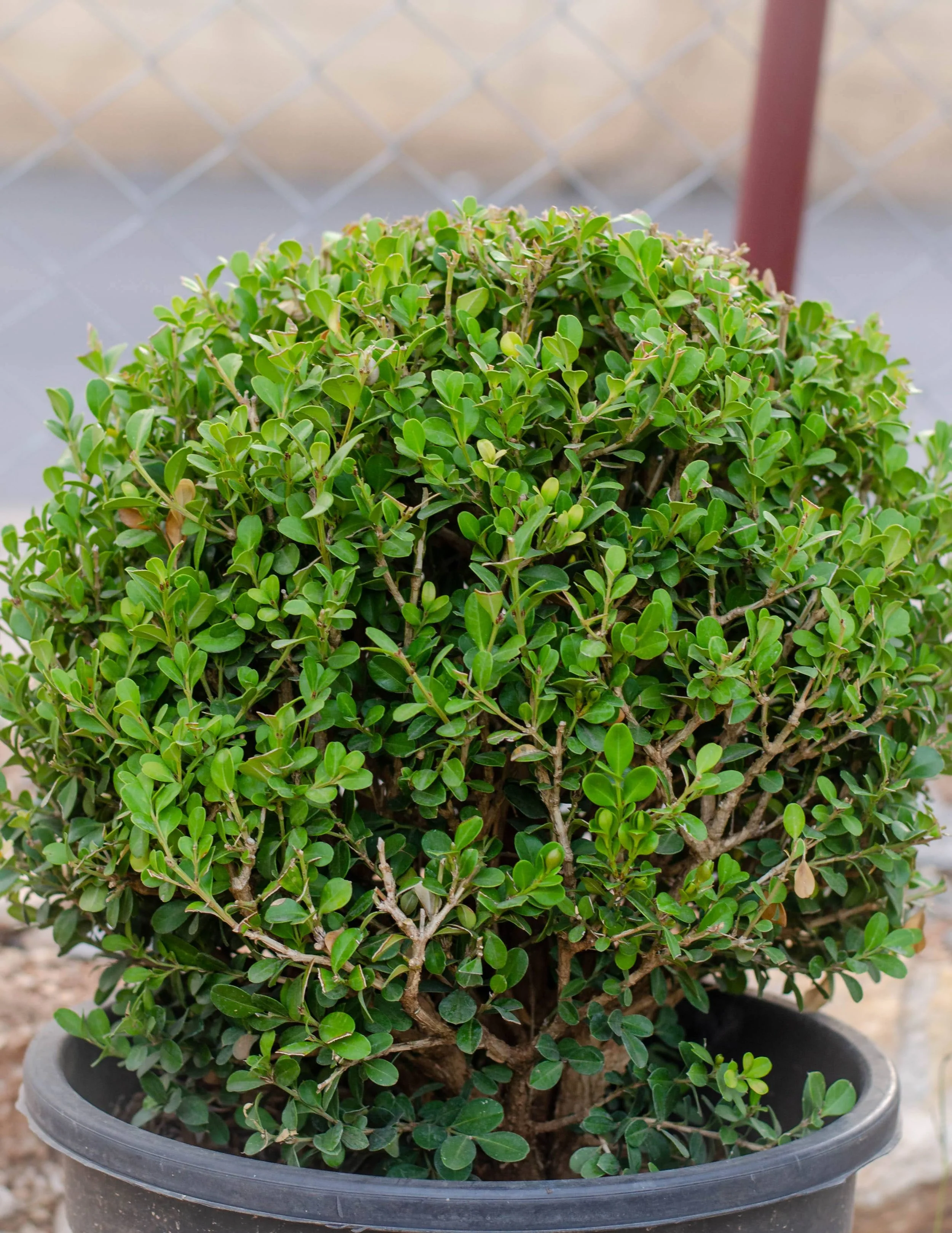 Buxus Ball.jpg
