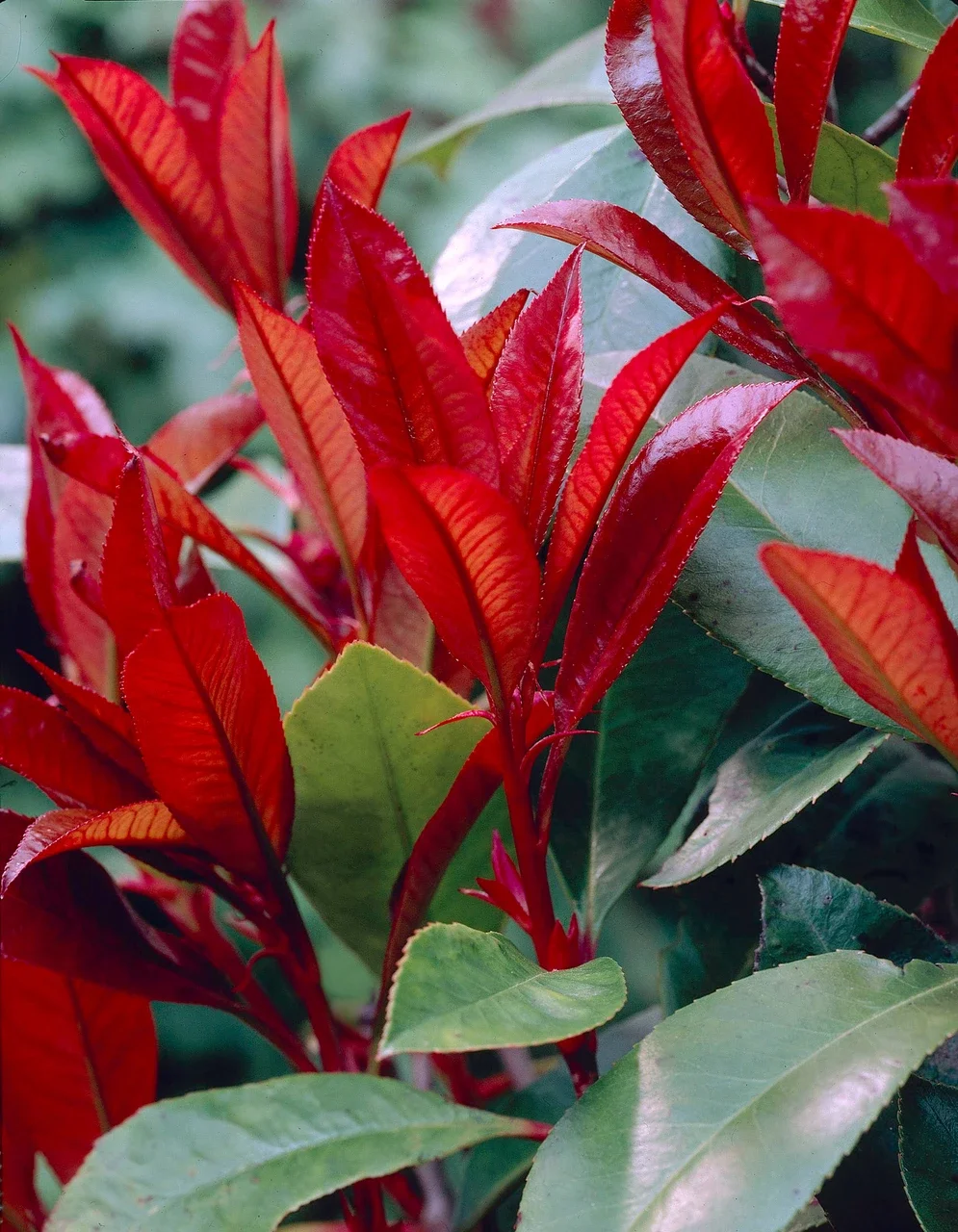 Photenia red robin