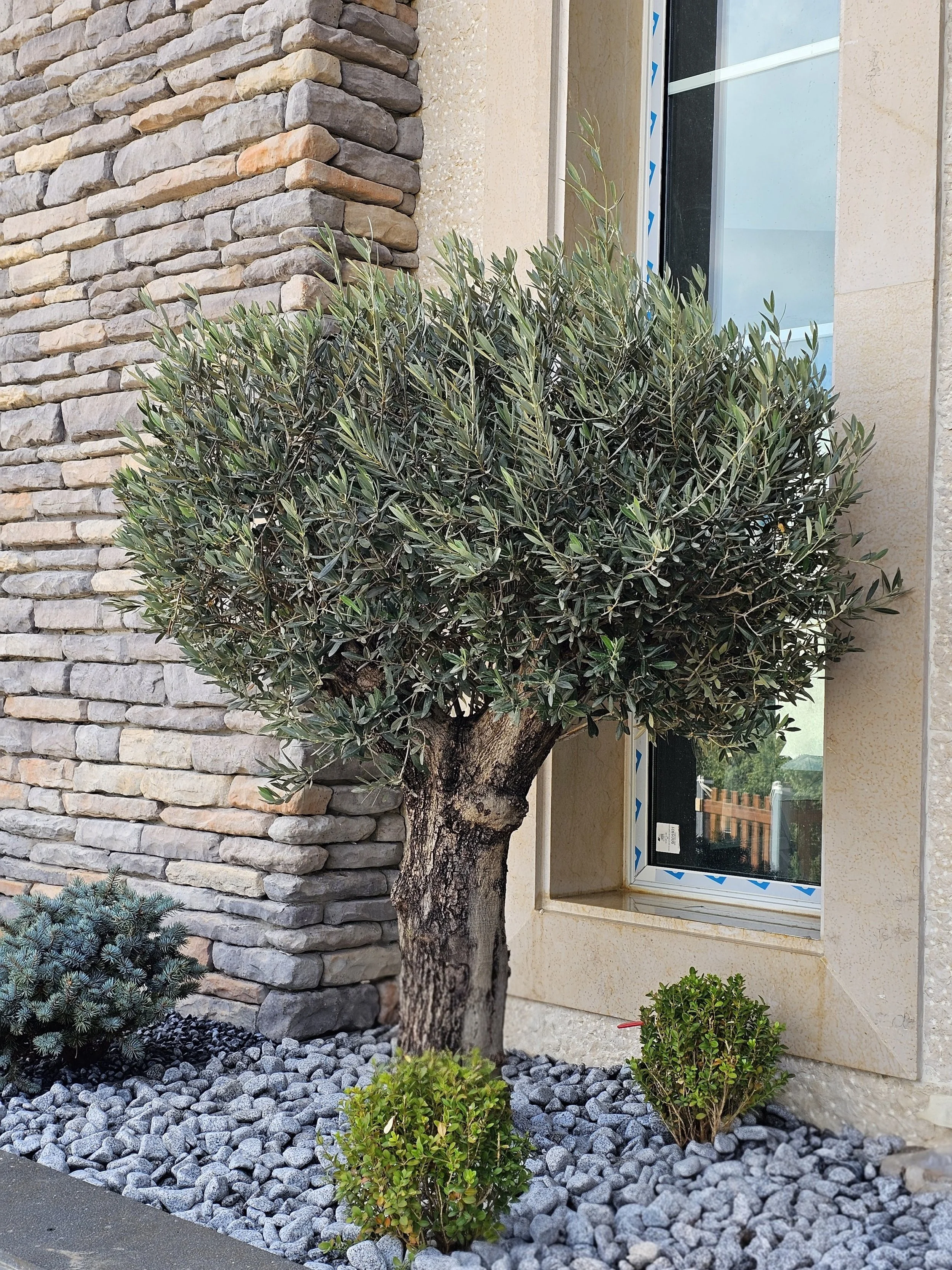 A landscaped front yard featuring a mature tree with textured bark, surrounded by small green bushes, gray decorative rocks, and a stone wall, with a window set into a beige exterior wall.