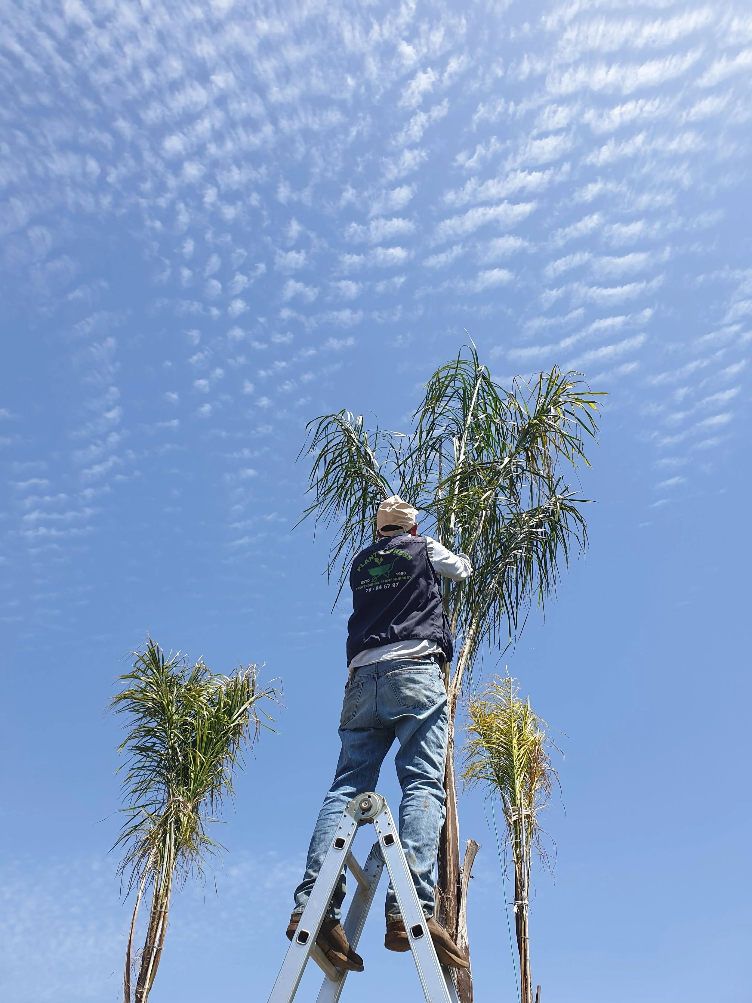 Person standing on a ladder trimming a tall palm tree against a blue sky with scattered clouds.