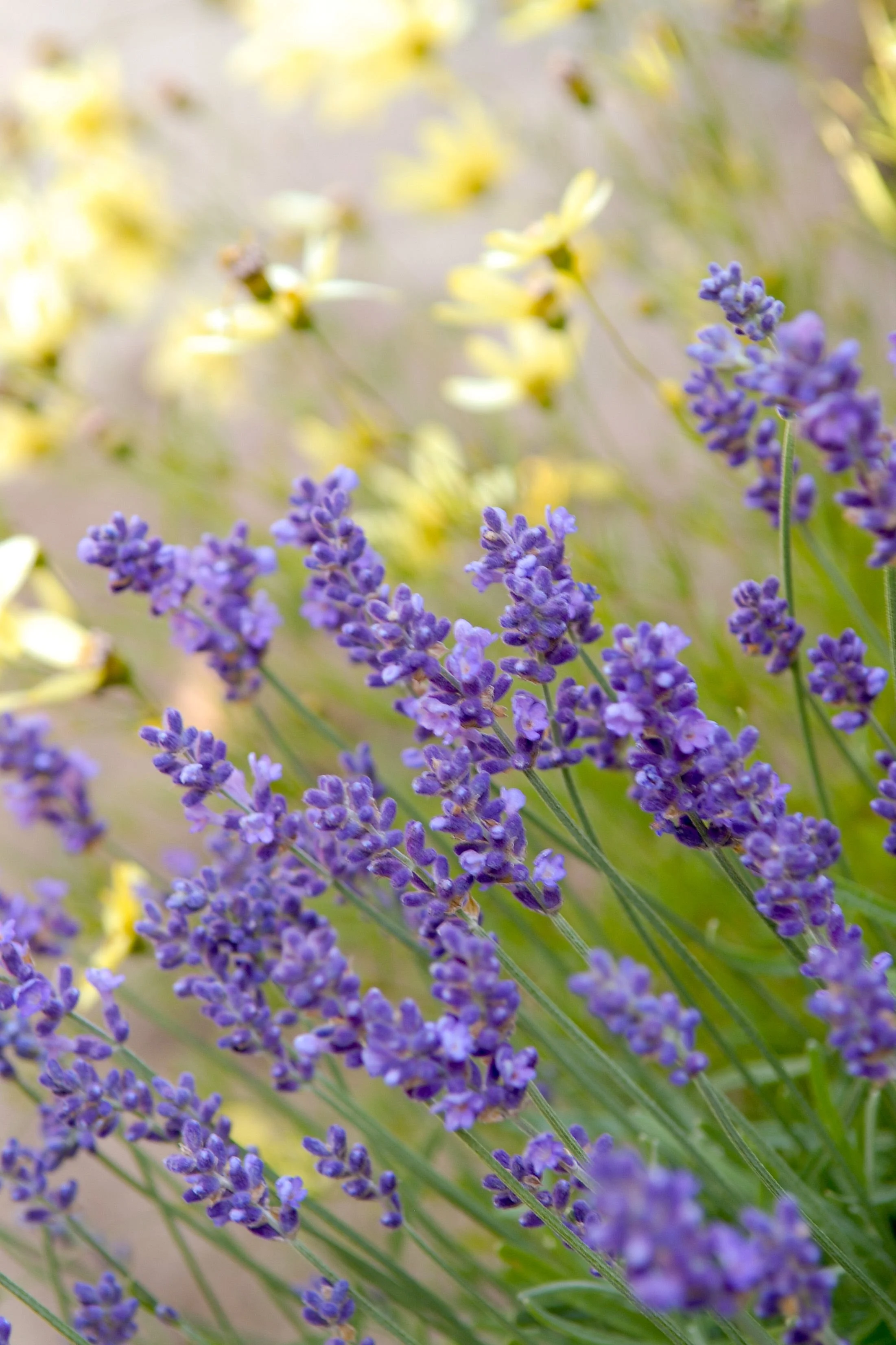 Lavender