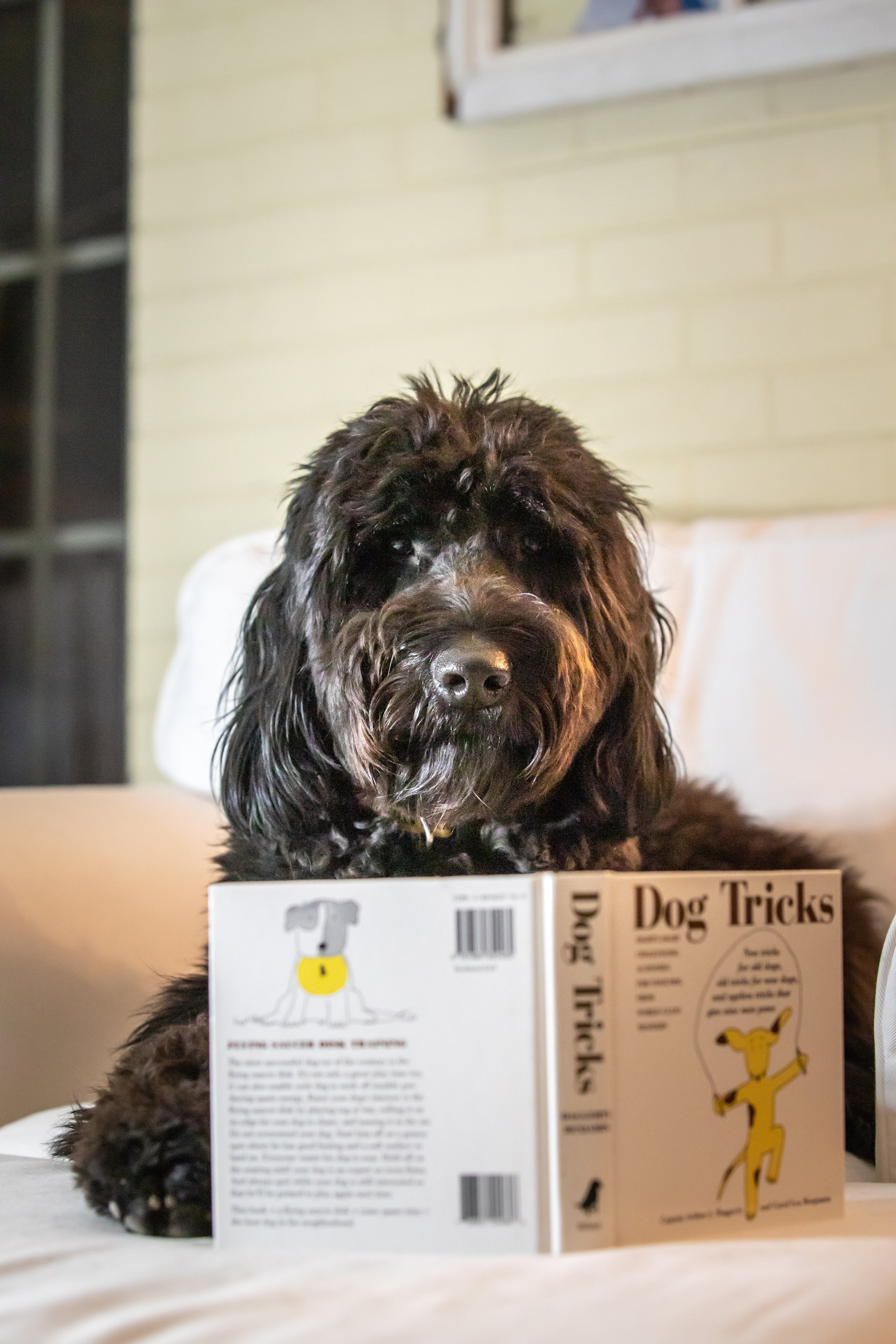 Dog Reading Book