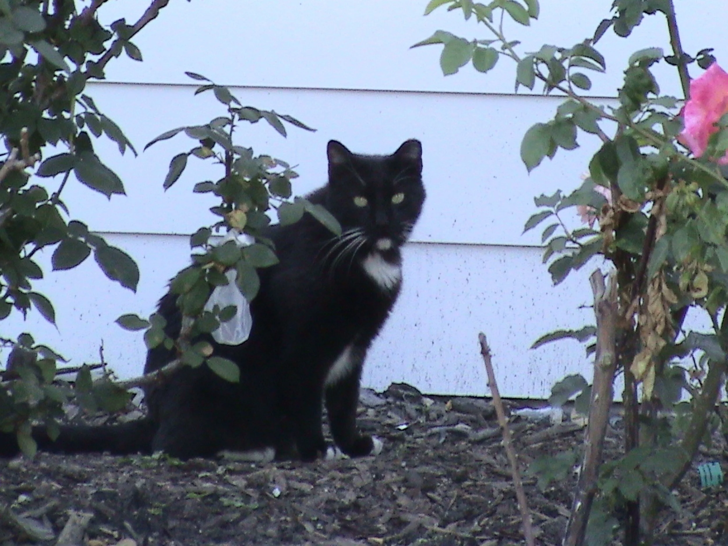 DSC00377.jpg