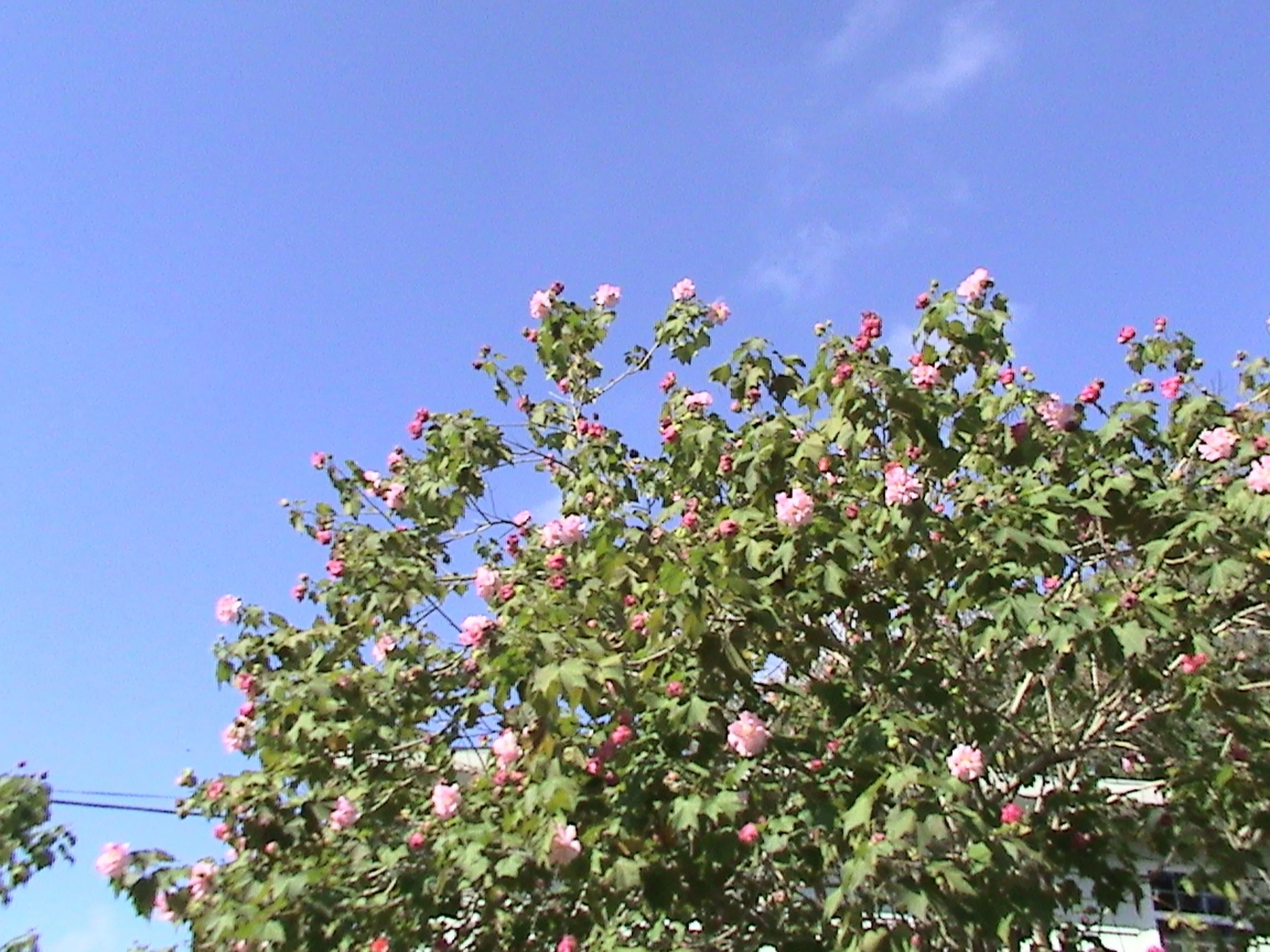 DSC00080.jpg