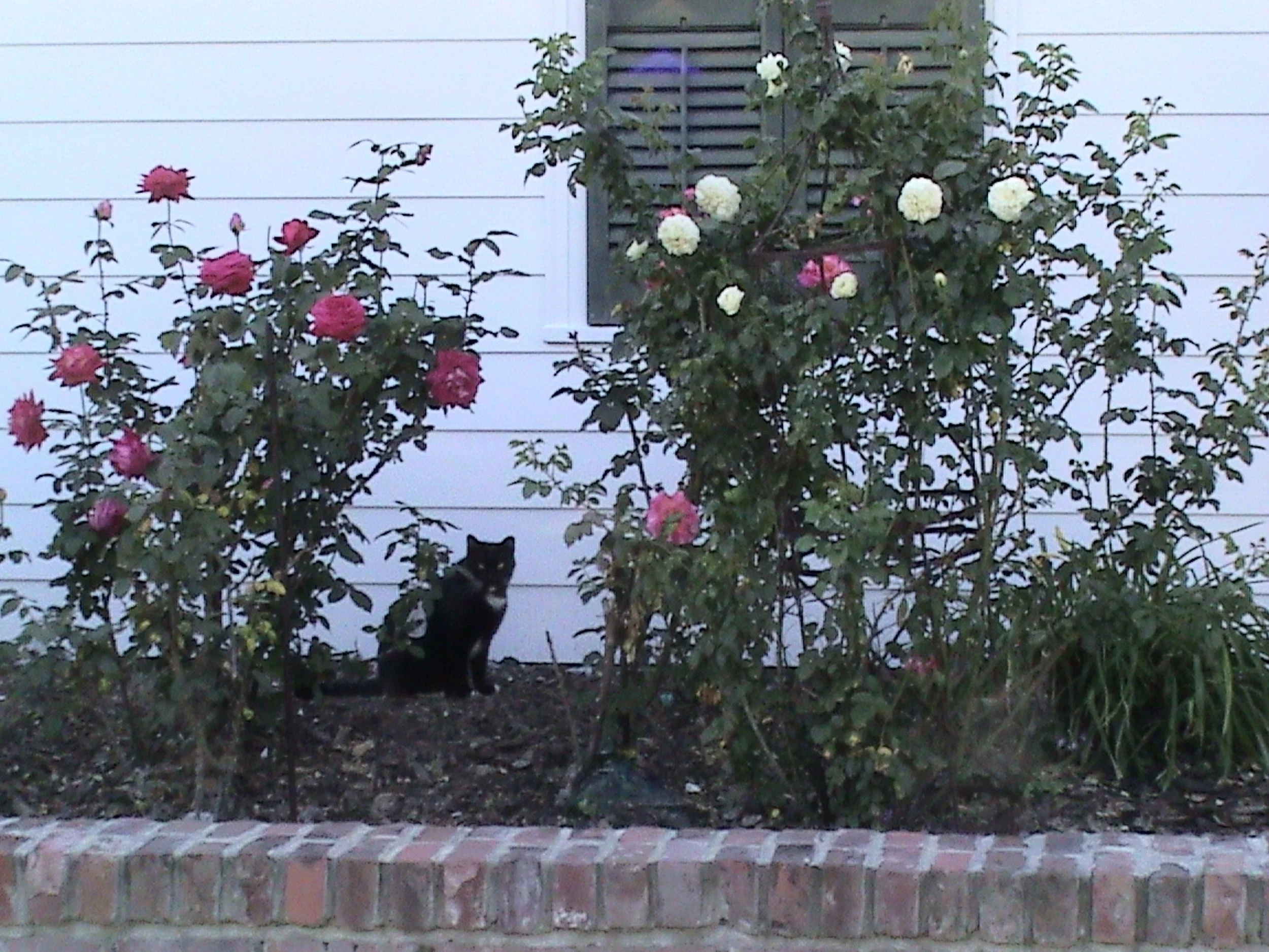 DSC00375.jpg