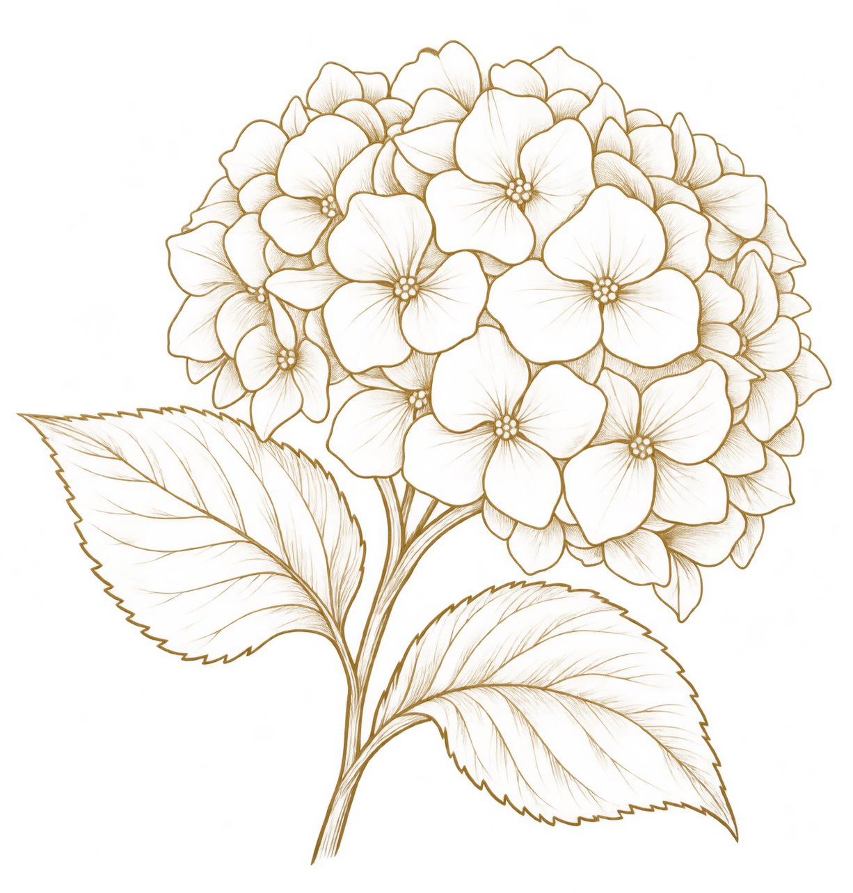 Illustration of a hydrangea flower with multiple small flowers clustered in a large bloom, accompanied by two large leaves, all in light and dark browns with red accents, against a transparent background.