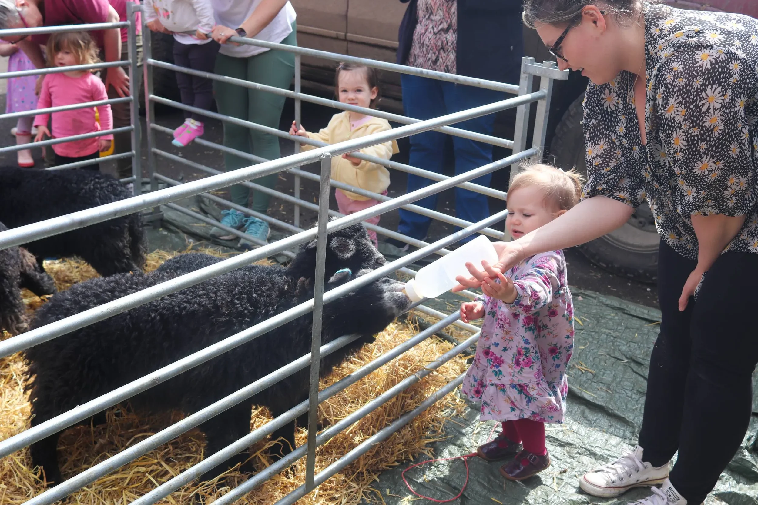 imgi_6_feeding-lambs-scaled.webp