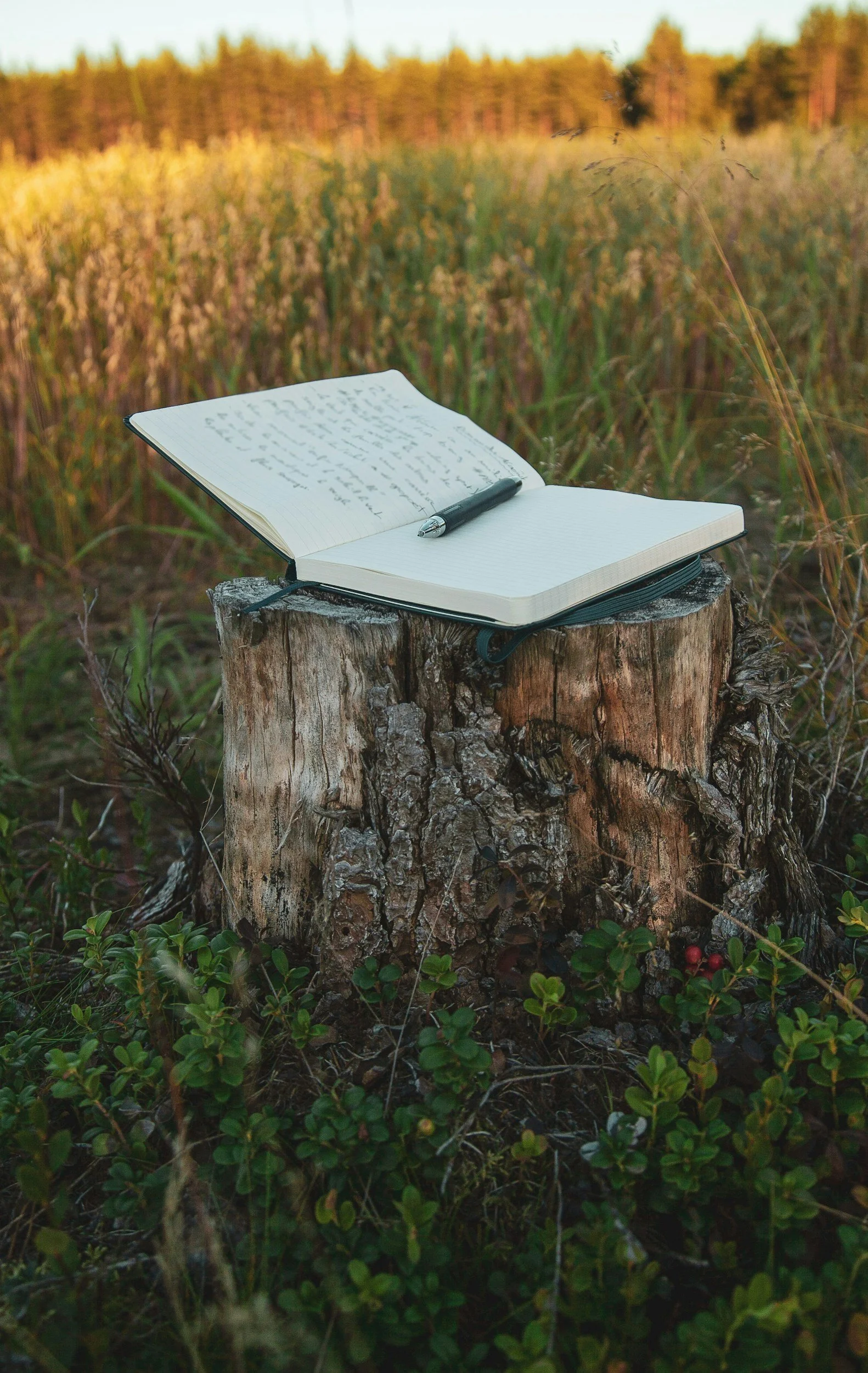 Open notebook with handwritten notes resting on a tree stump in a field of tall grass and wildflowers, with a forest in the background during sunset.
