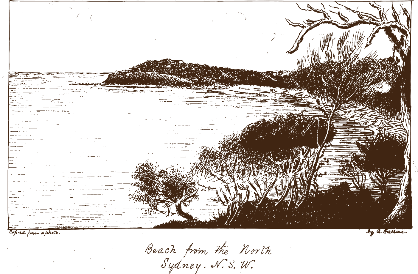 A sepia drawing of a beach scene with a large tree in the foreground, a calm ocean, and mountains in the distance, with handwritten text 'Beach from the North Sydney, N.S.W.' at the bottom.