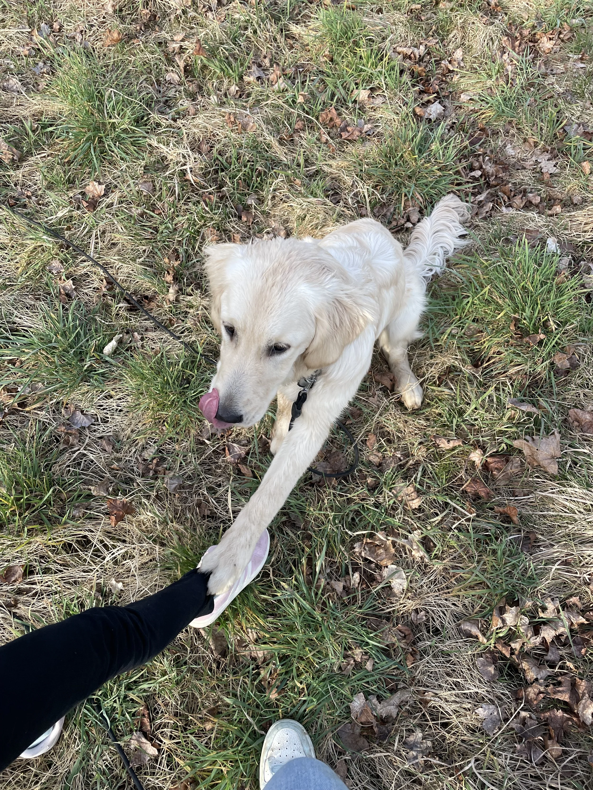 Sicherheit im Umgang mit dem Hund finden
