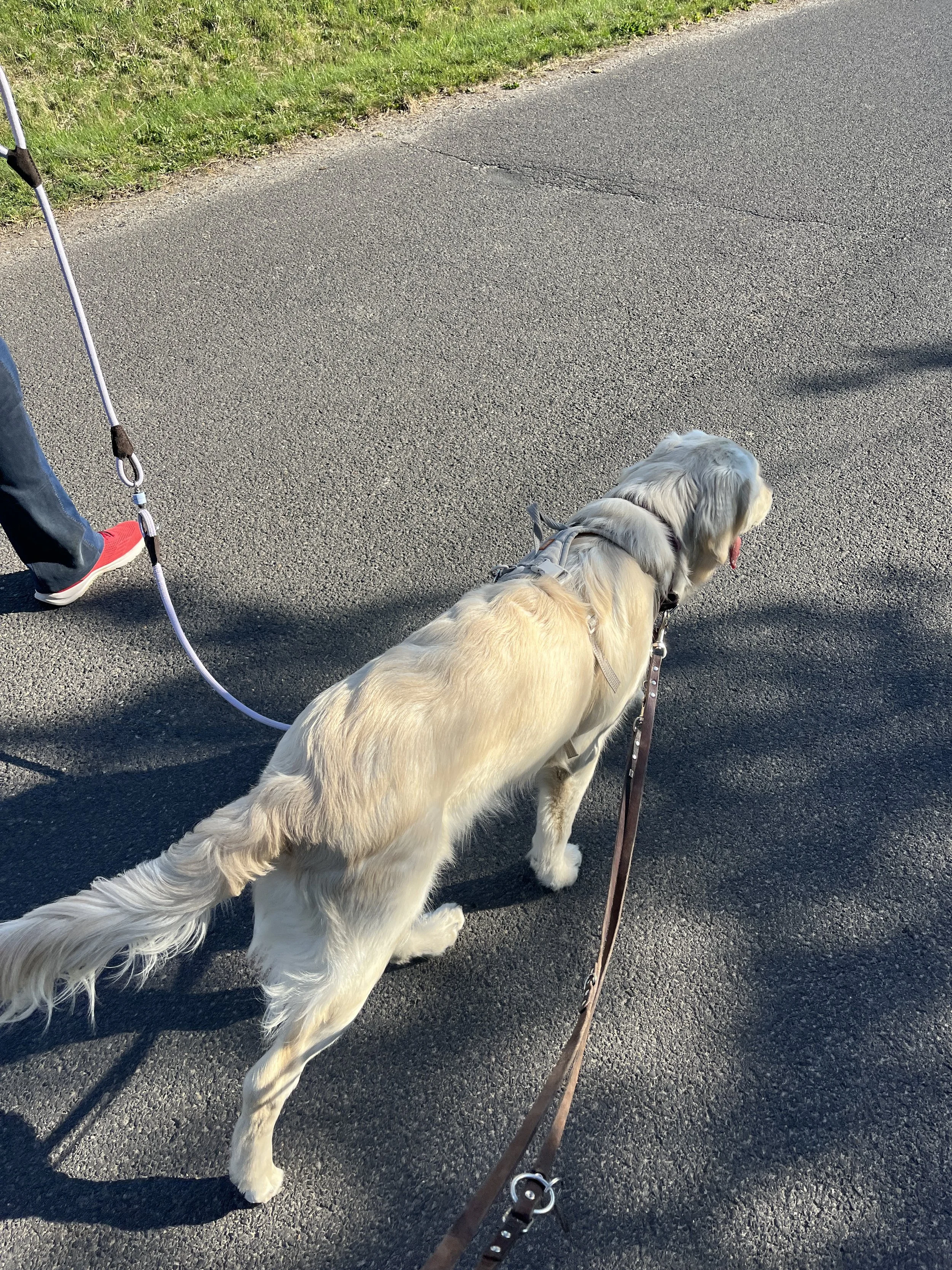 Selbstwirksamkeit durch Führen des Hundes stärken