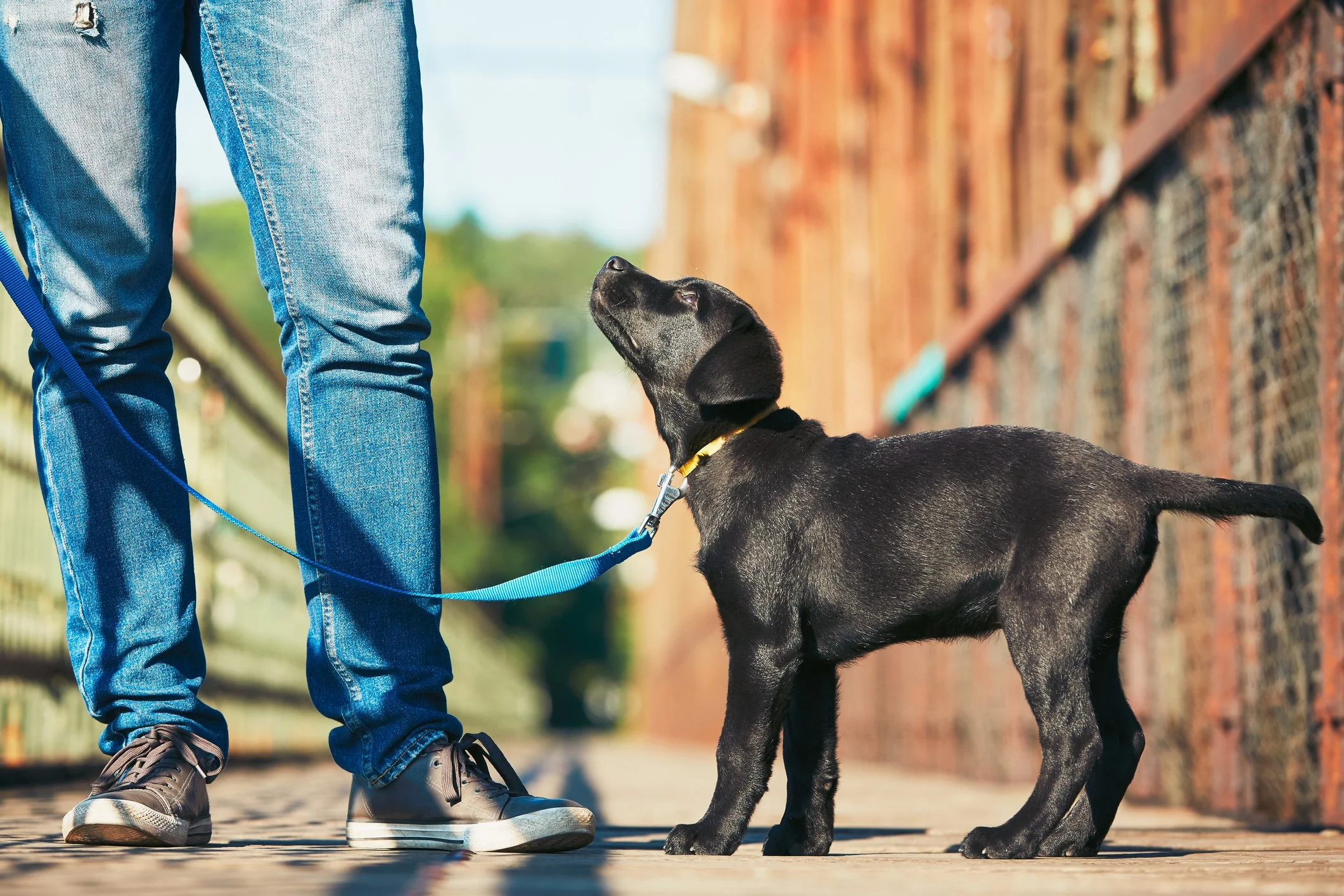 A person wearing jeans and sneakers standing next to a black dog on a leash, outdoors on a sidewalk with a brick fence in the background.