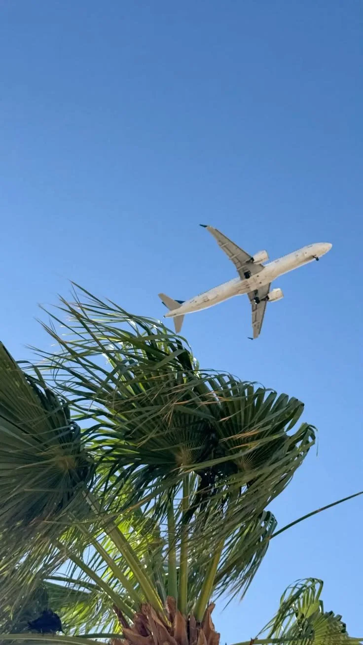 Un avion volant dans le ciel bleu au-dessus d'un palmier.