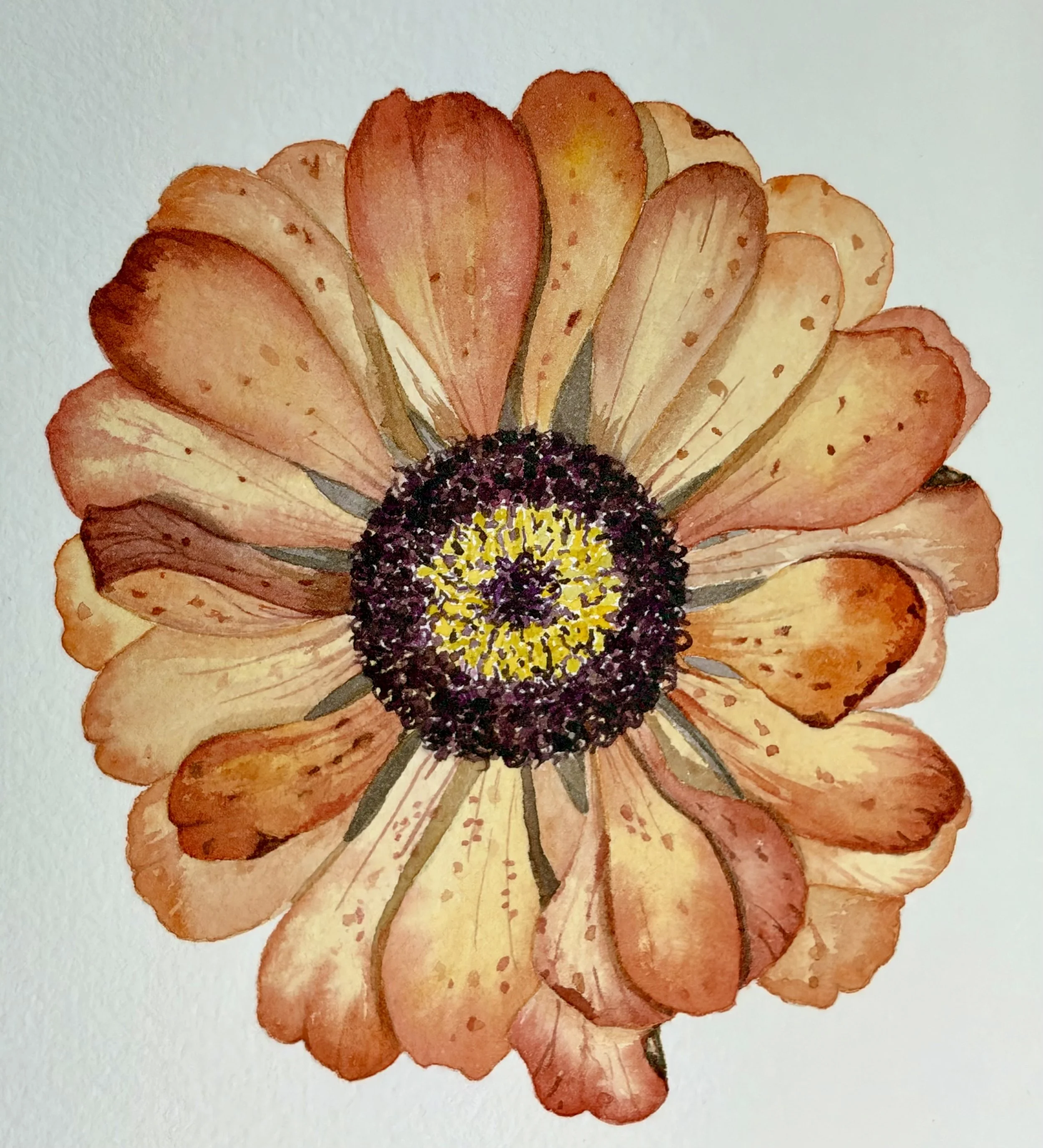 Weekly Study #3: Zinnia