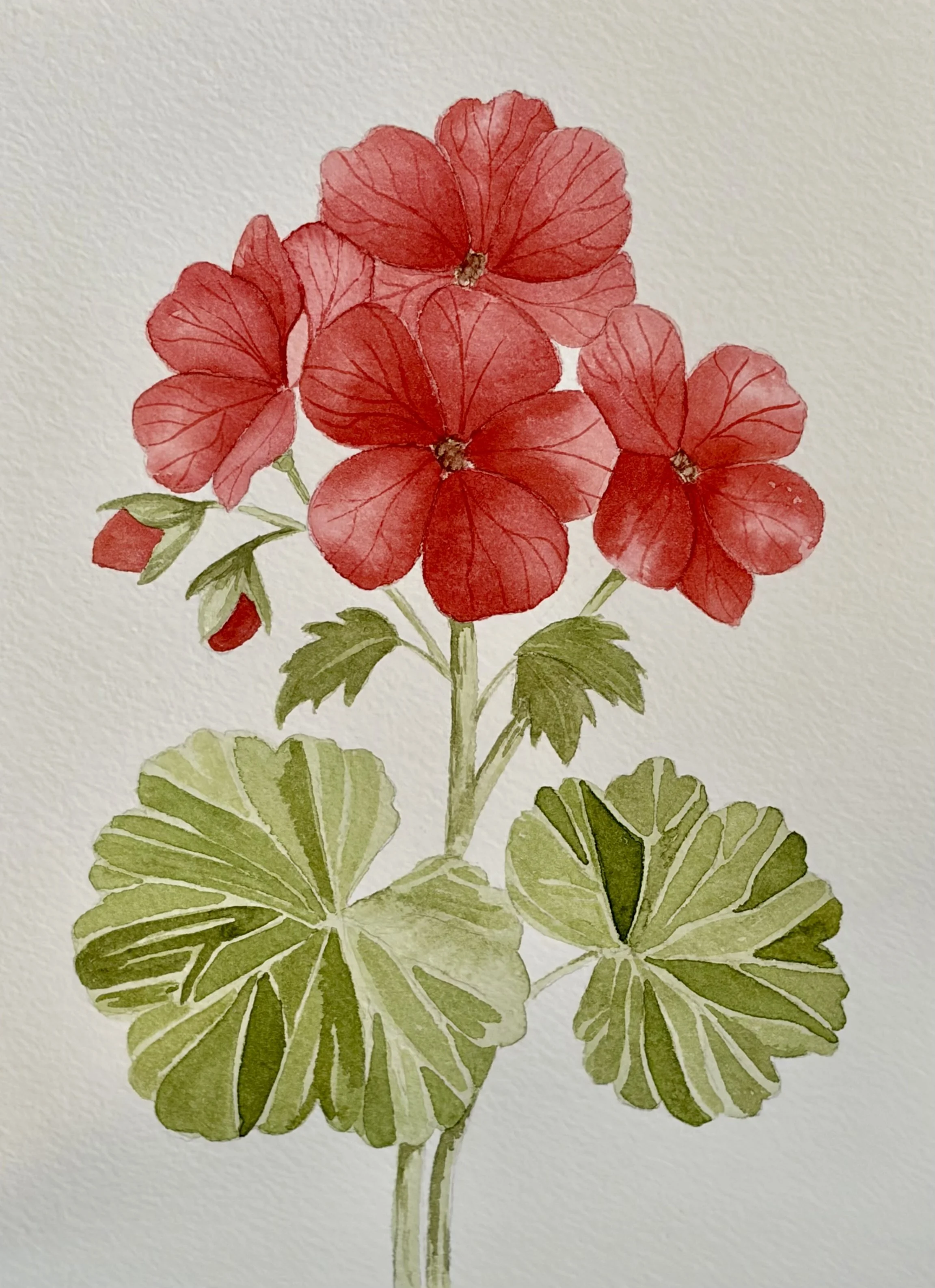 Weekly Study #1: Geranium