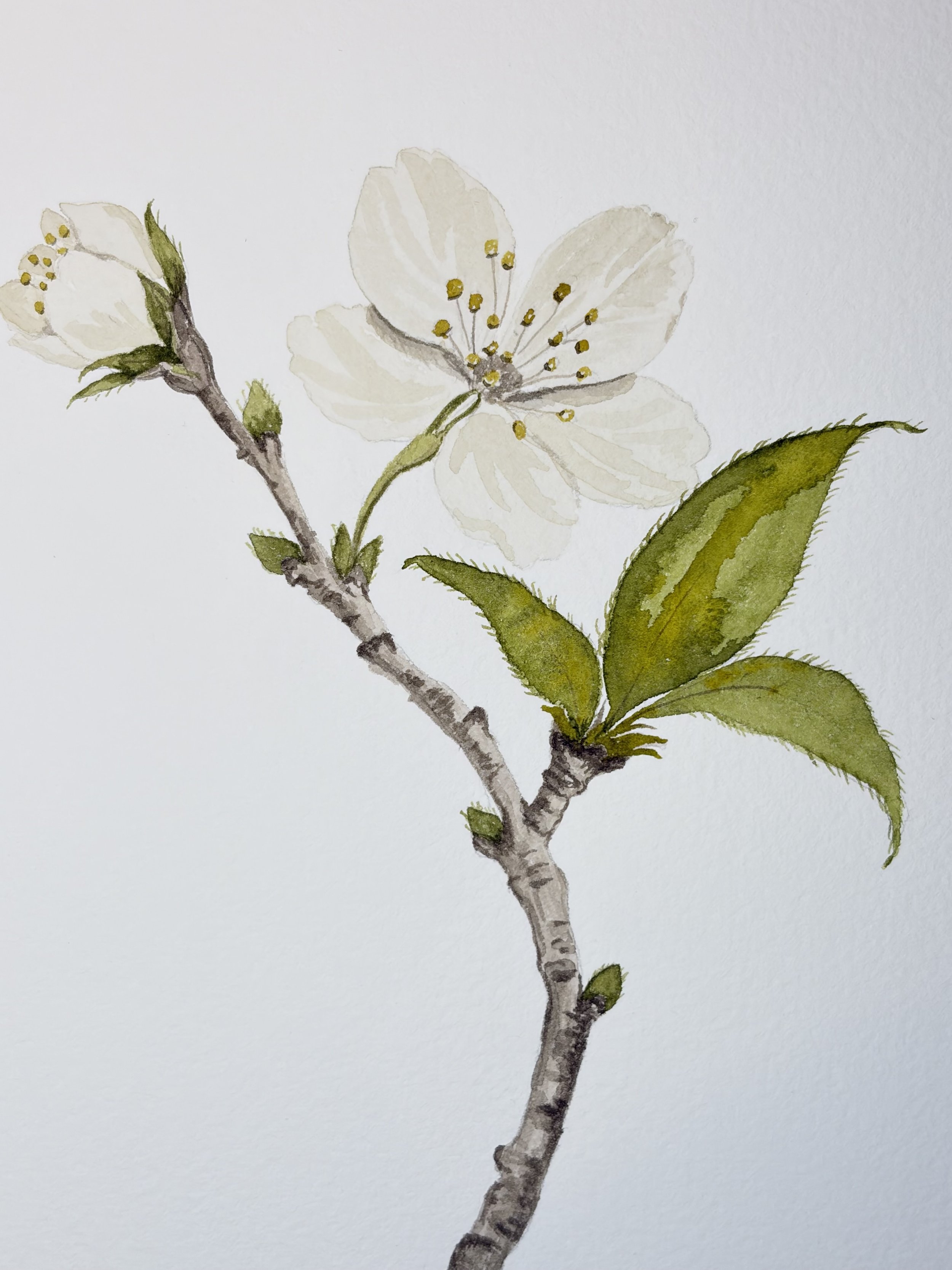 Weekly Study #4: White Flower