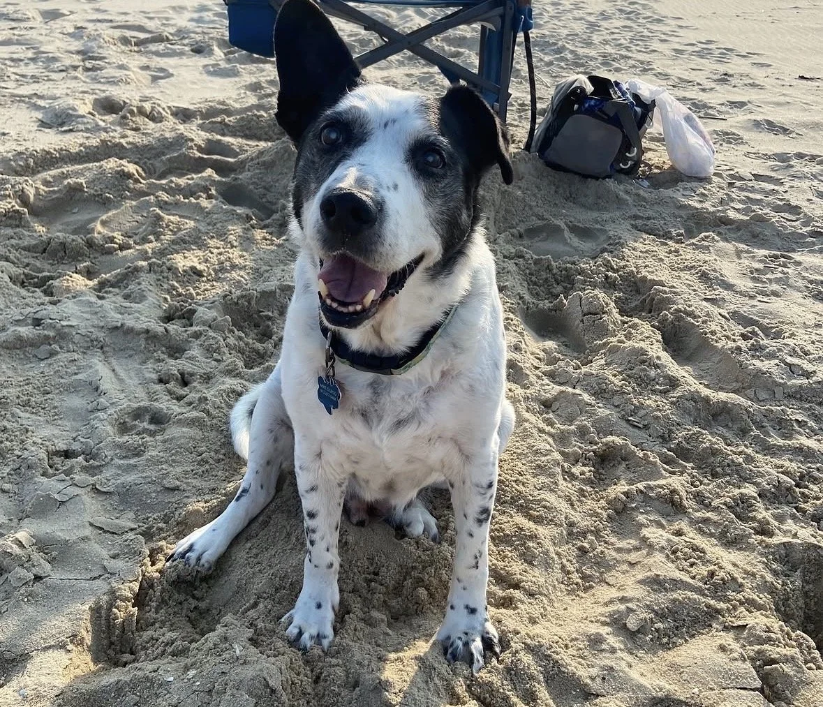 Happy dog with black and white spotted coat sitting in the sand at the beach with a chair, bag, and plastic bag in the background.