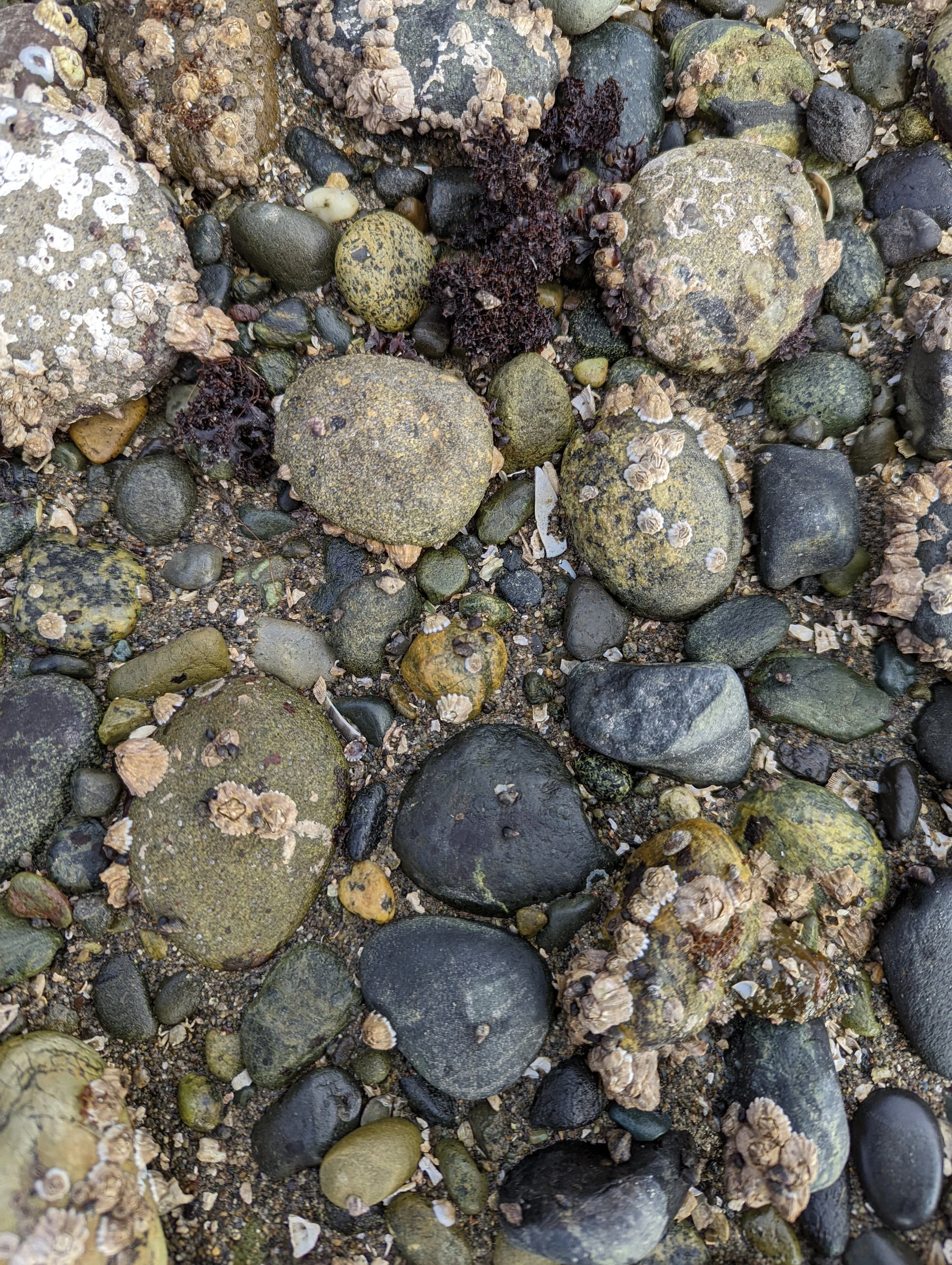 Various rocks and pebbles on the foreshore, covered with barnacles and seaweed. Life is hearty and resilient within the foreshore. Therapy can help you thrive and reconnect with your own strengths and resilience