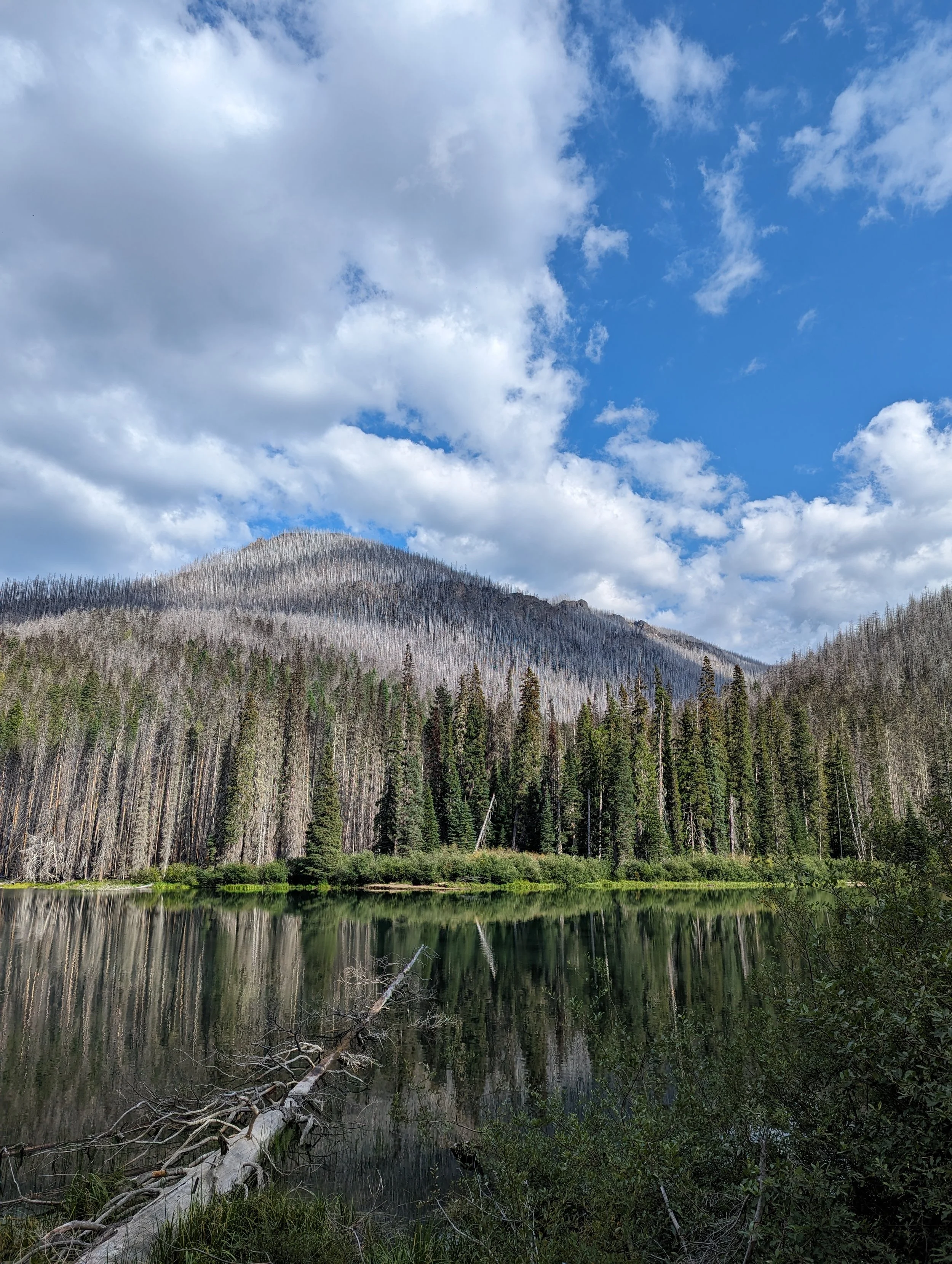 A mountain with a burned forest on its slope, a lake in the foreground with a fallen tree over it, and a partly cloudy sky above.