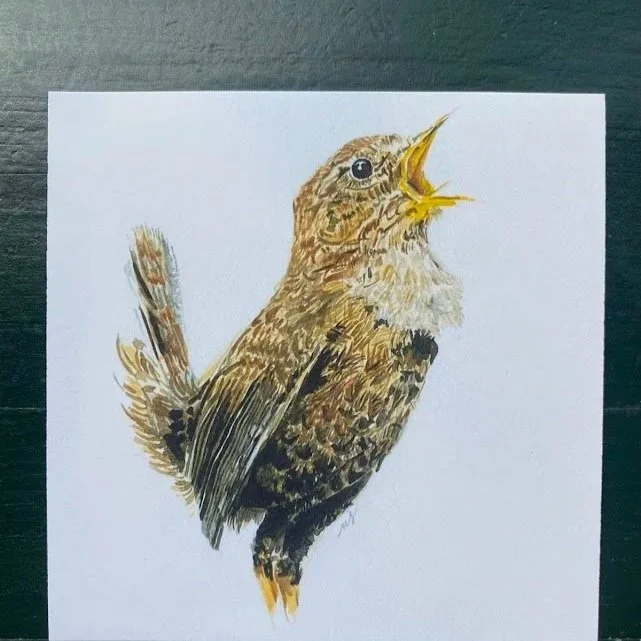 Wren- 1 of 5 mini paintings in my 'Dawn chorus' series in Watercolour 
