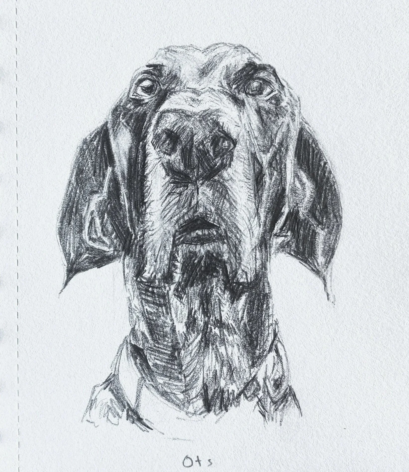 Pencil drawing of Dog