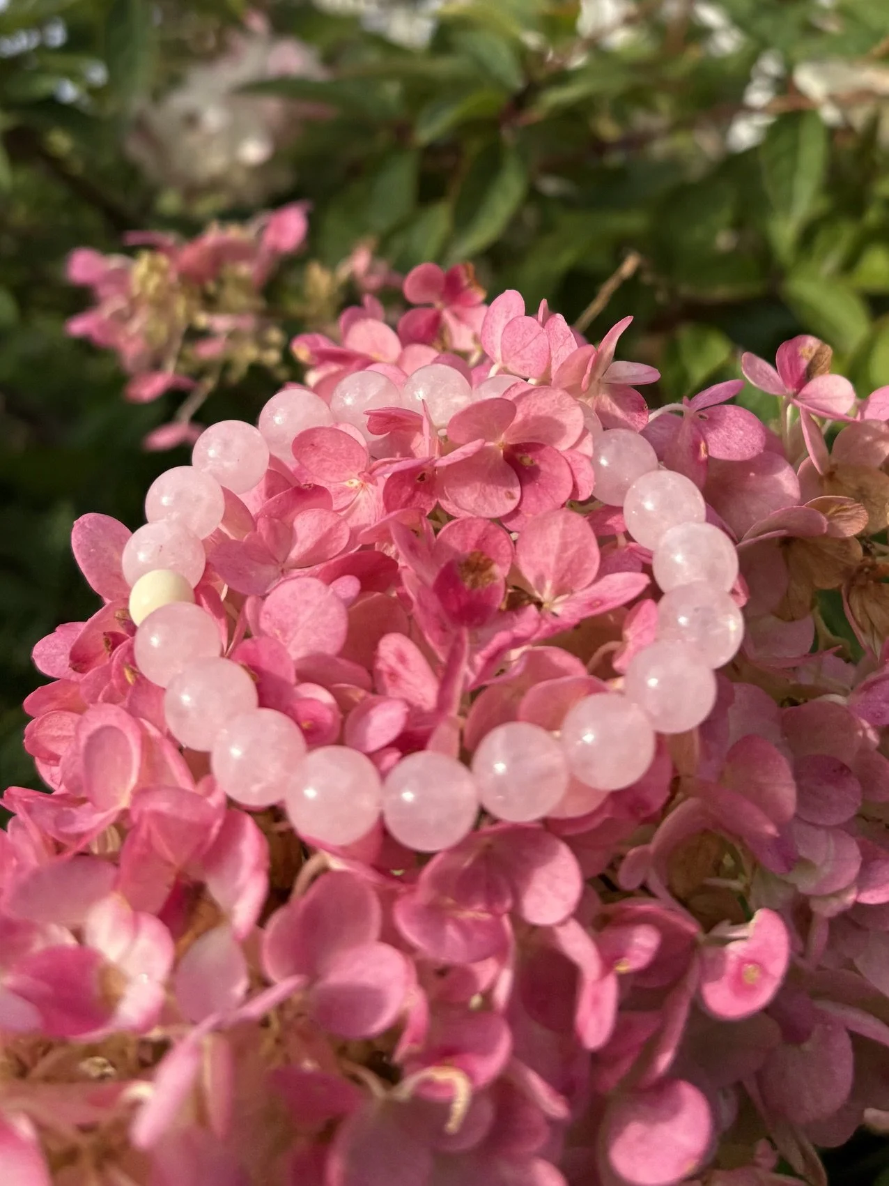 Rose quartz hydrangea.jpeg