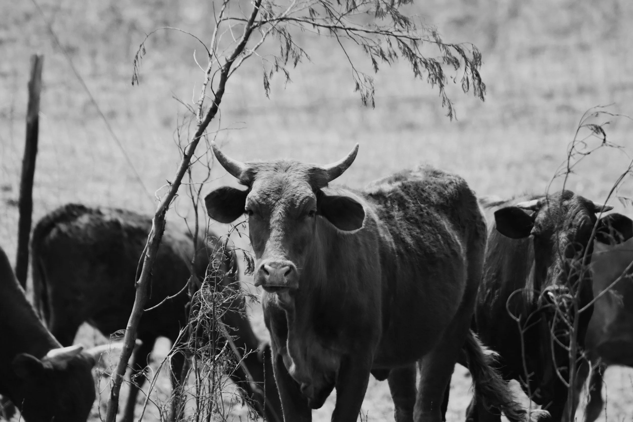 A black and white photo of a cow standing among branches and trees in an open field.