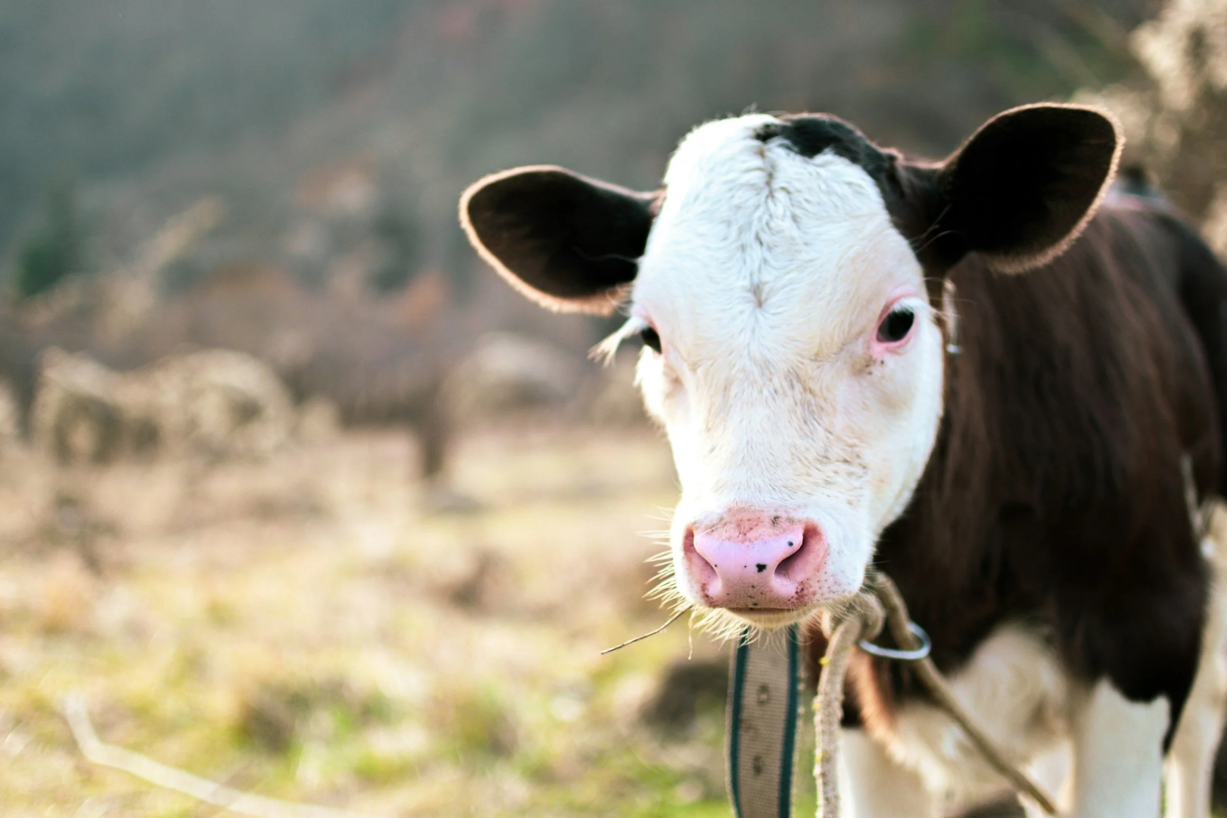 Close-up of a black and white cow standing outdoors on grass, facing the camera with ears perked up, and blurred background.