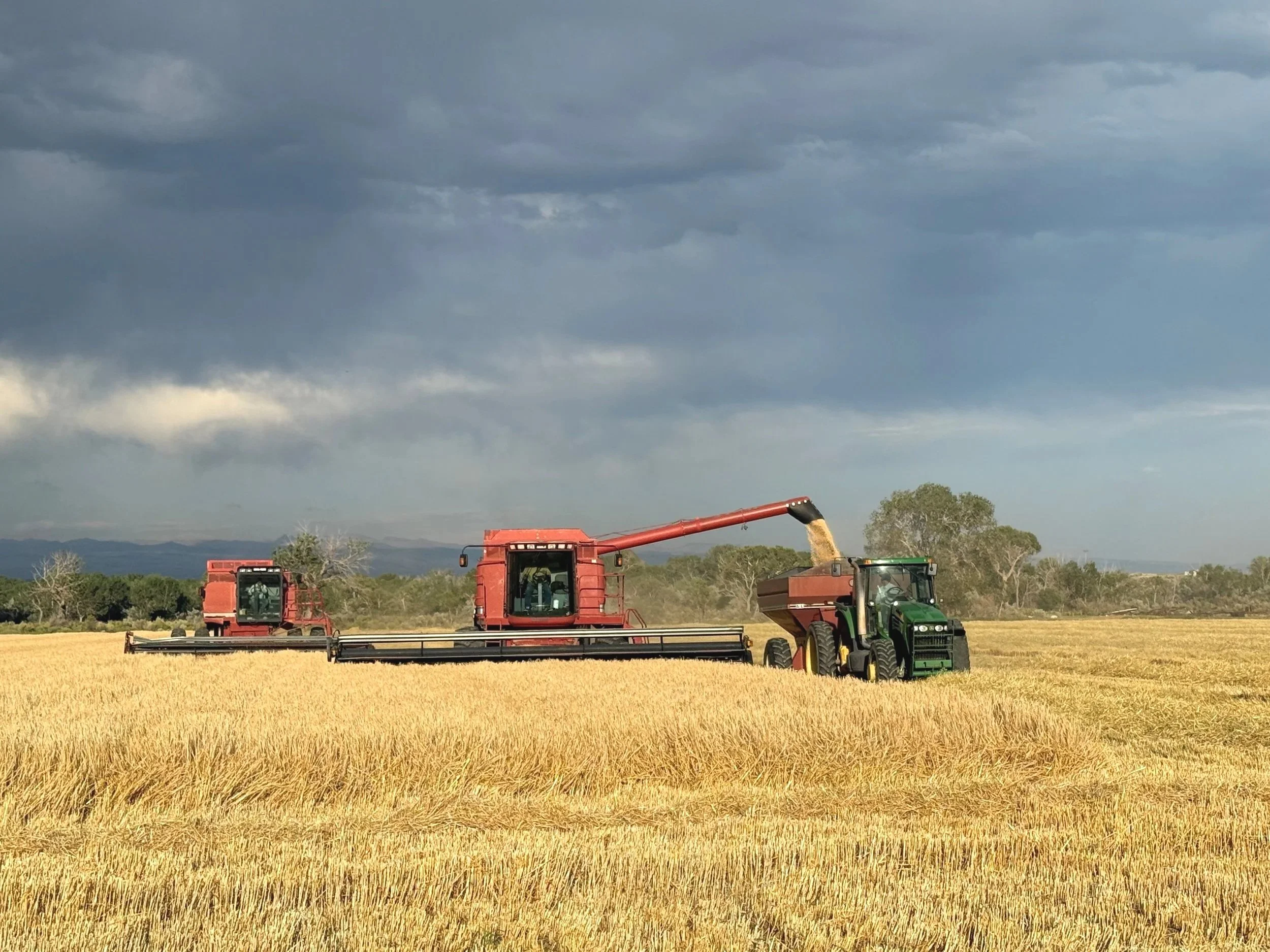 Two tractors working in a golden wheat field under a dark, cloudy sky.