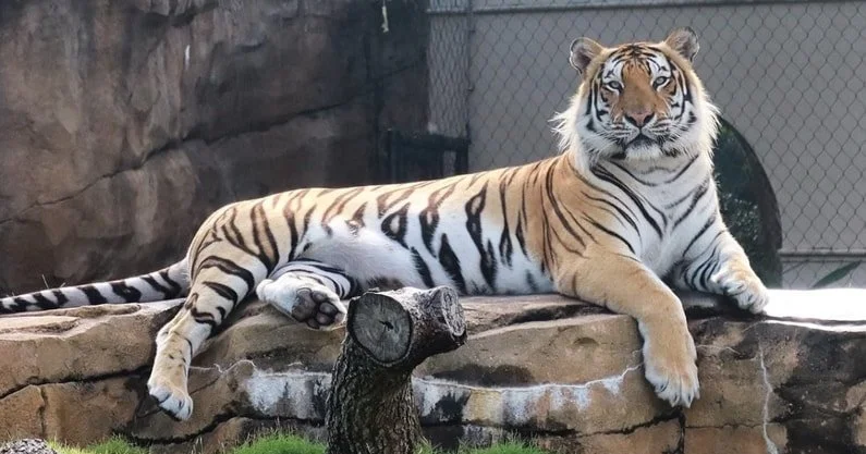 LSU's Mike the TIger