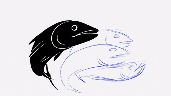Ilustración de dos cabezas de peces en proceso de dibujo, una en negro y otra en boceto azul.