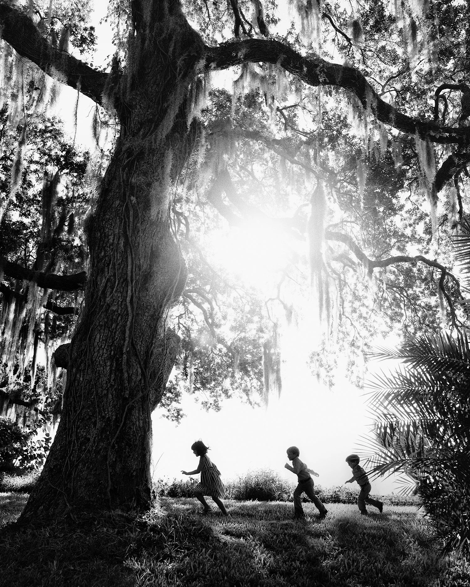 Black and white photo of children playing under a large hanging moss-covered tree with sunlight filtering through the branches.