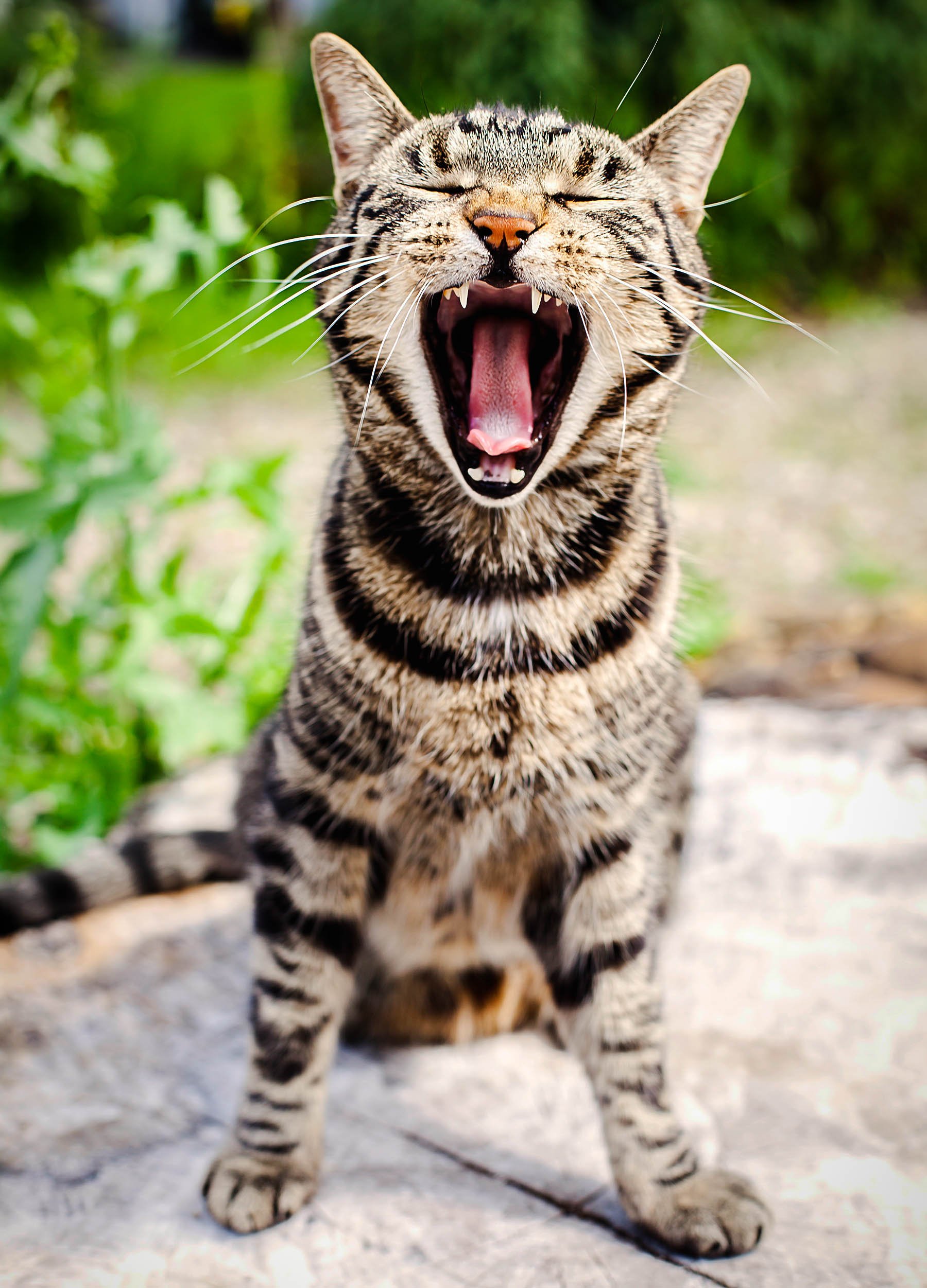 stinkyyawnredo_L1 (1 of 1).jpg