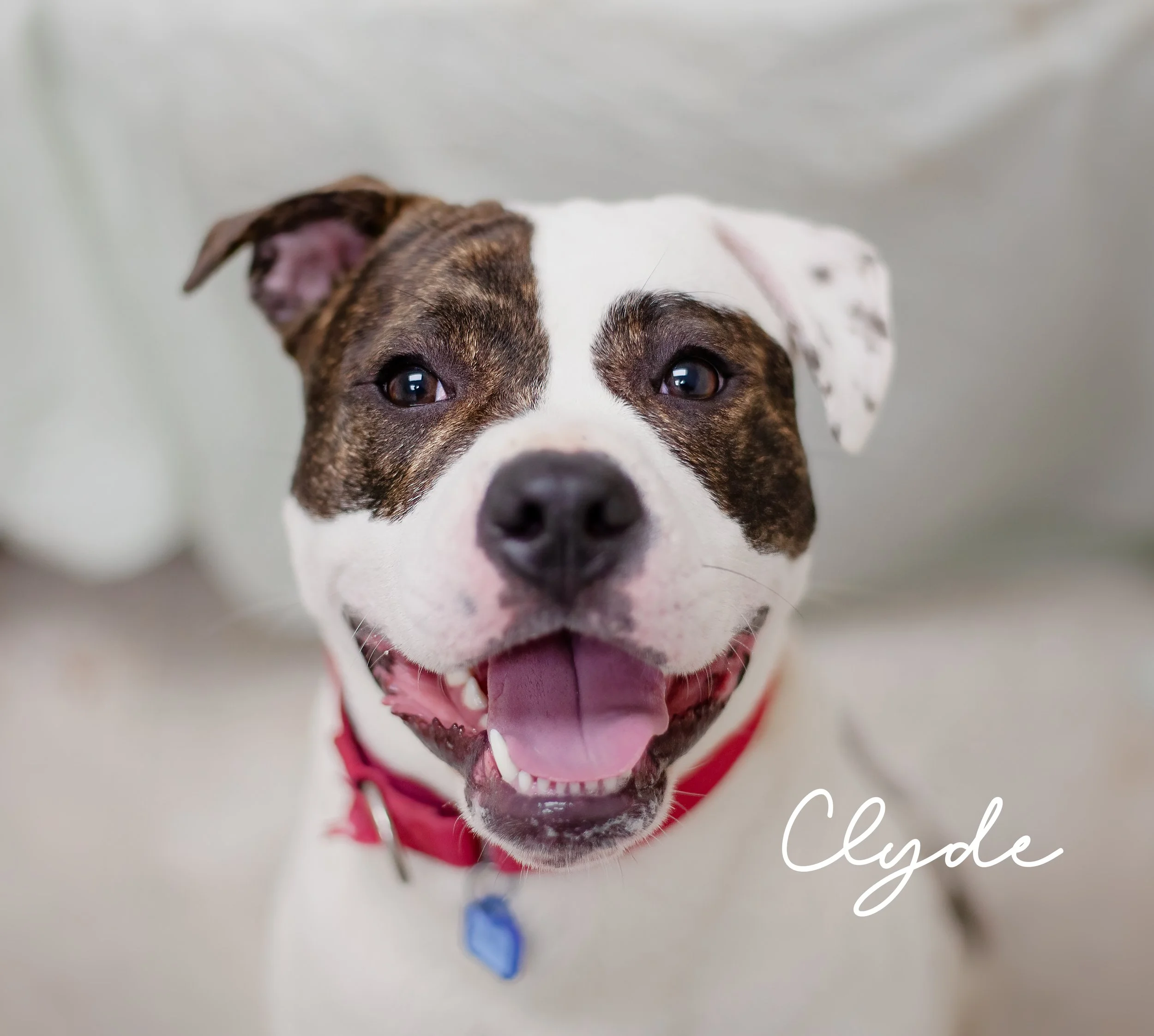 clyde2.jpg