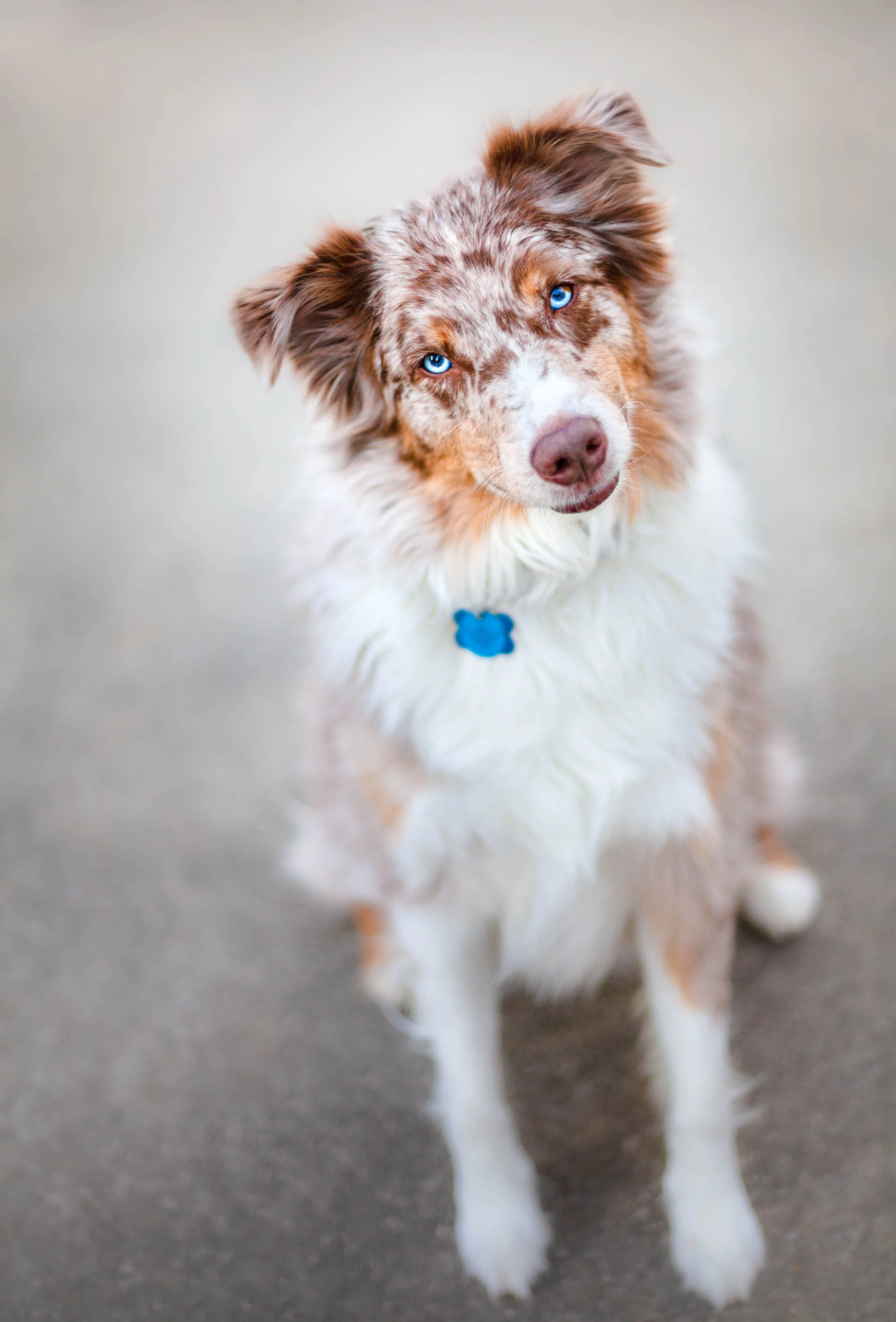 aussiel2 (1 of 1).jpg